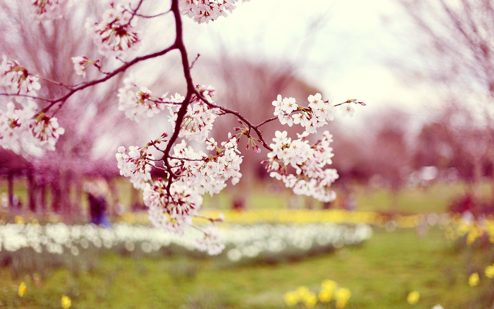 Spring Hd Wallpapers