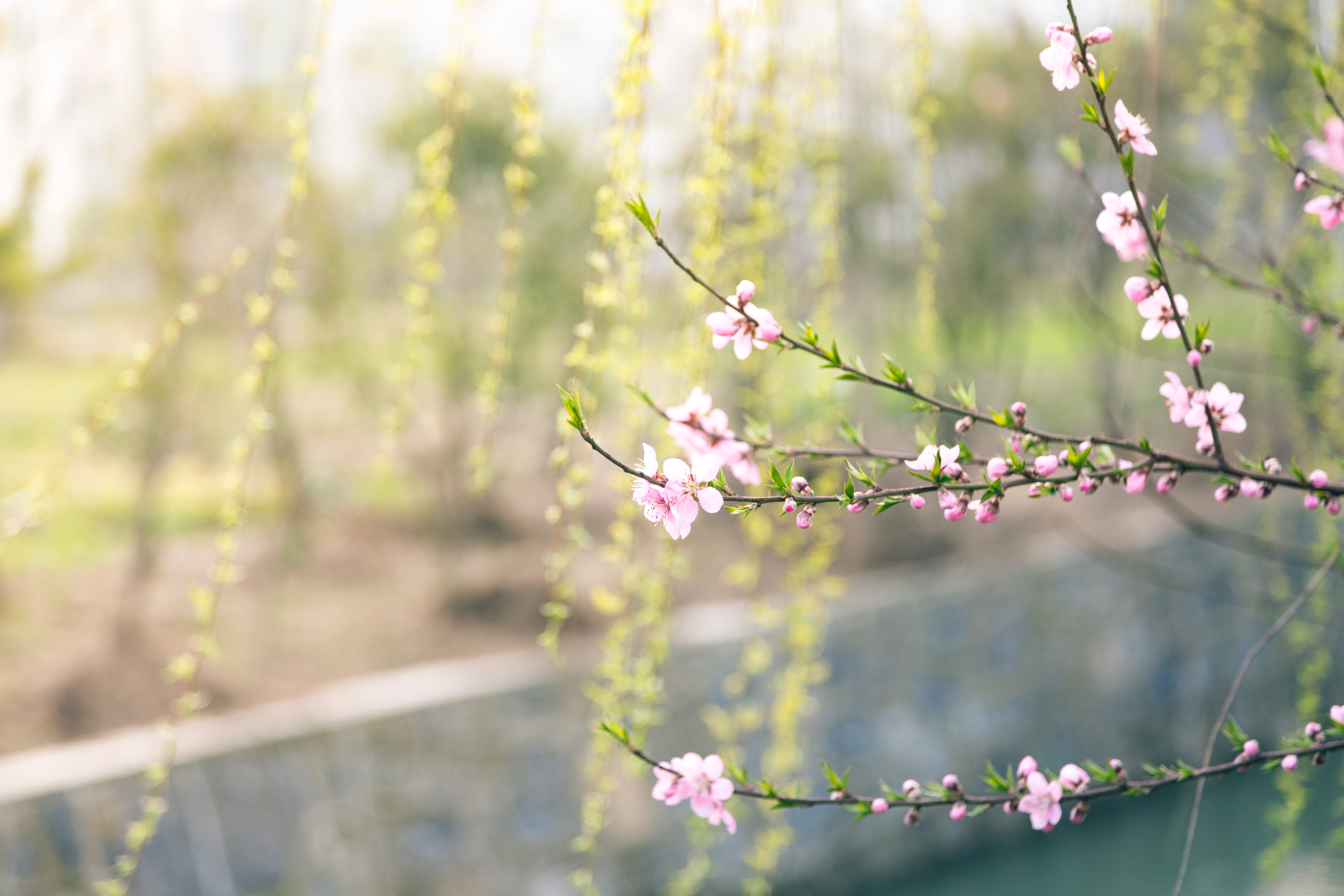 Spring Hd Wallpapers