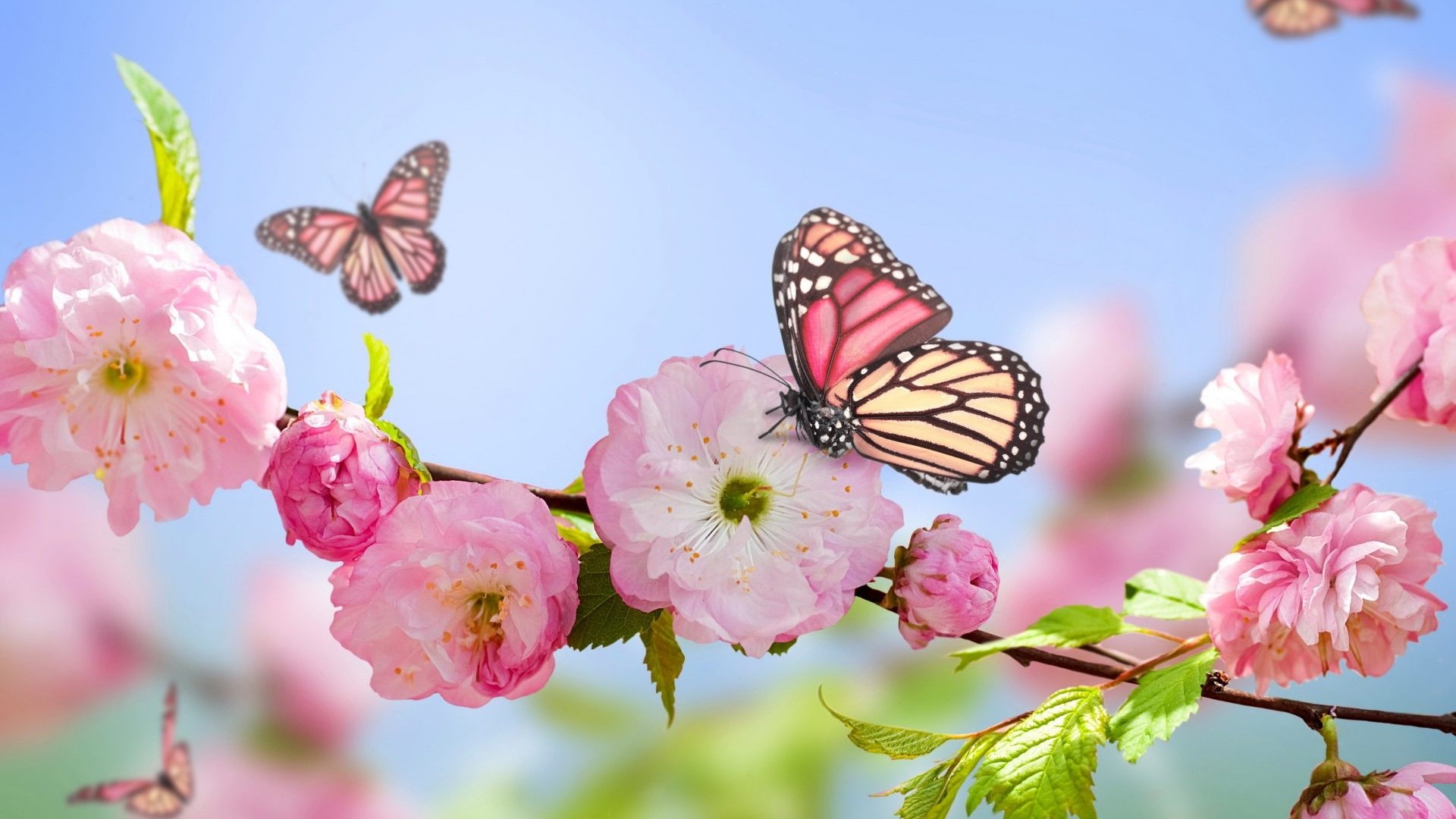 Spring Hd Wallpapers