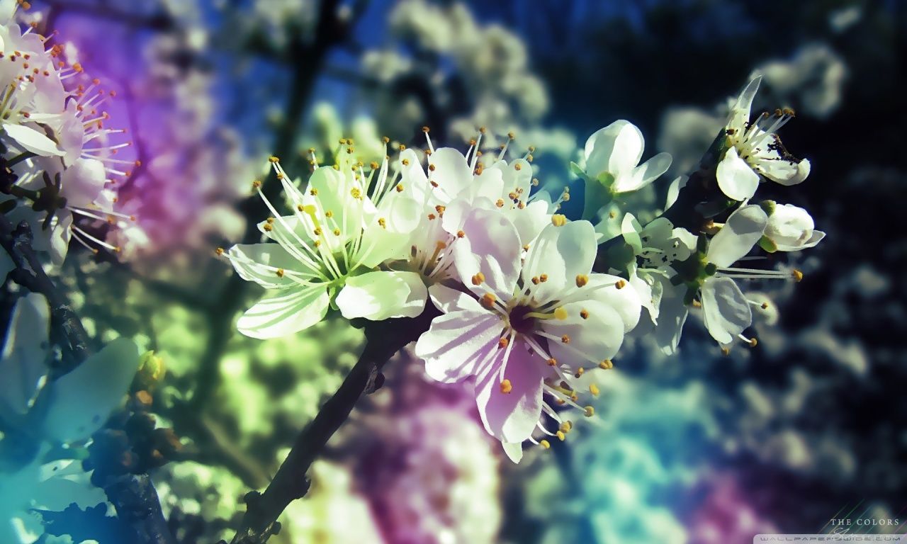 Spring Hd Wallpapers