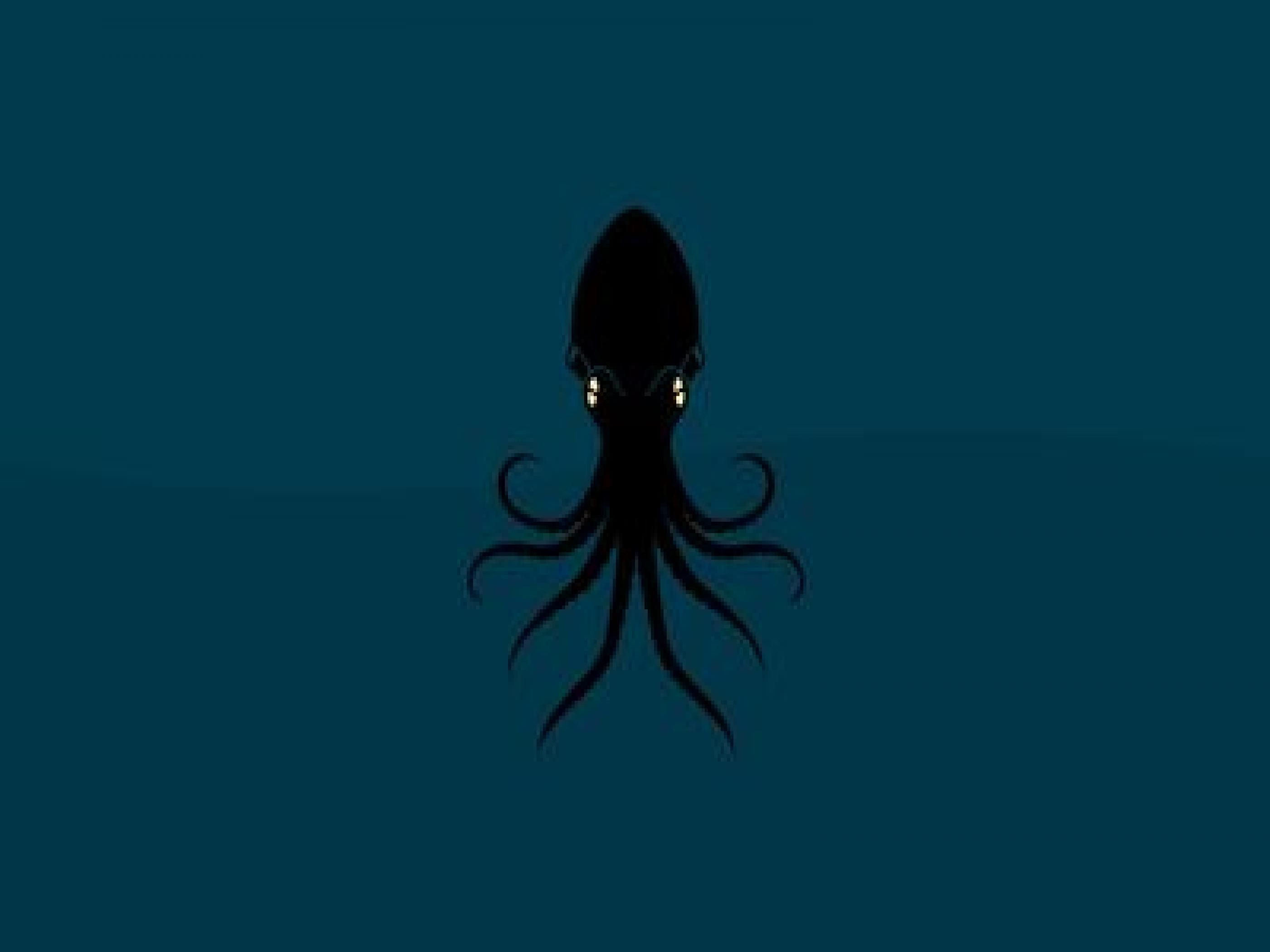 Squid Wallpapers