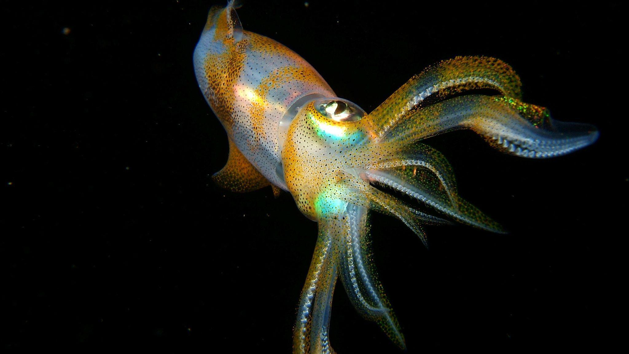 Squid Wallpapers