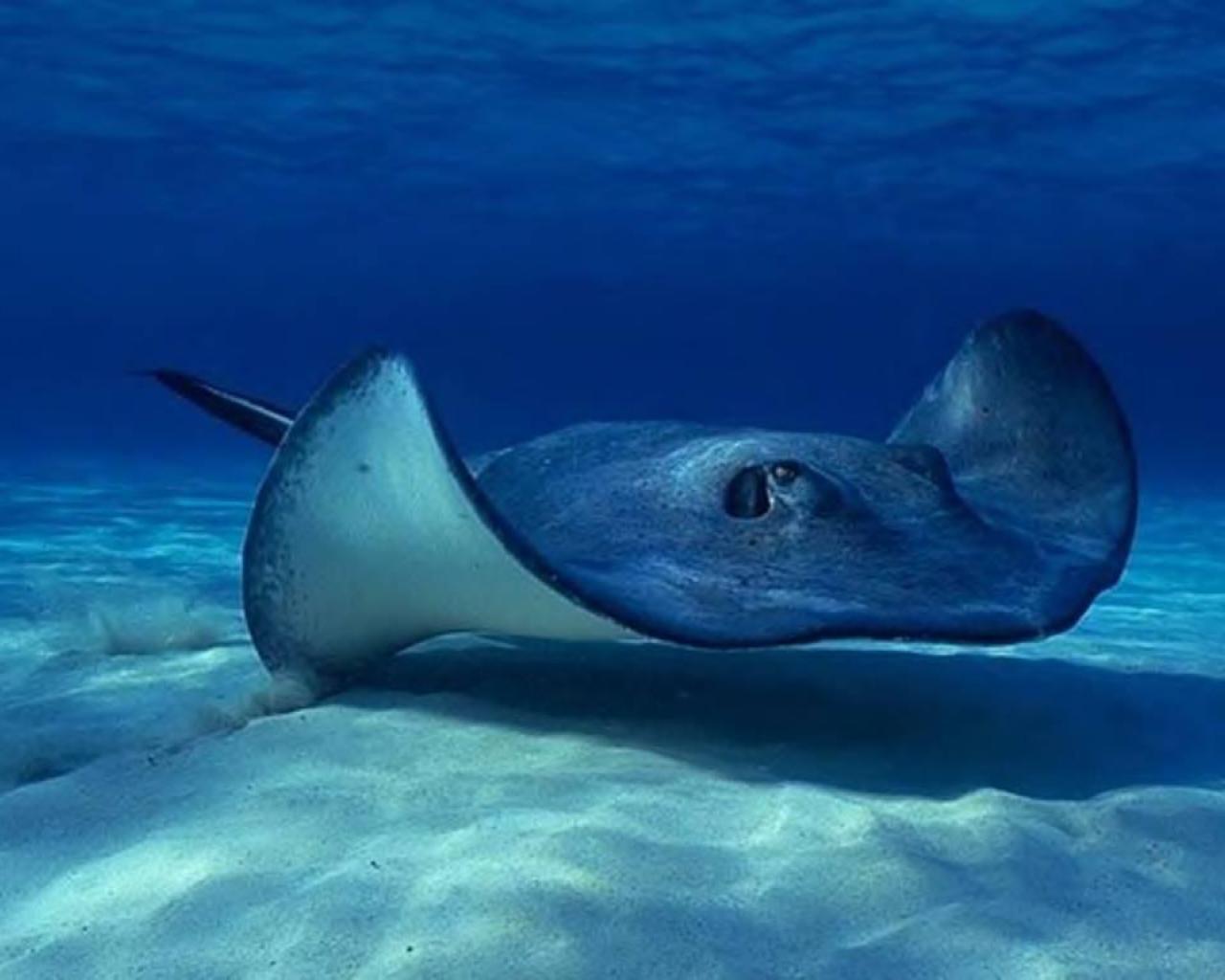 Stingray Wallpapers