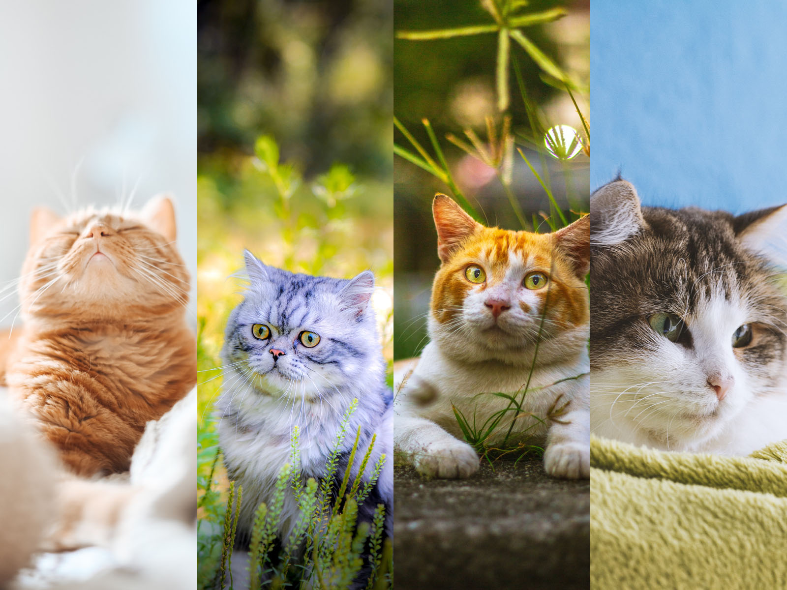 Summer Cat Wallpapers