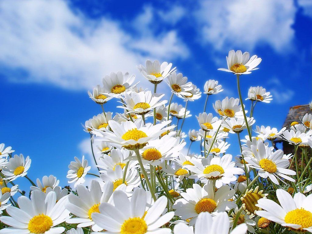 Summer Flowers Wallpapers