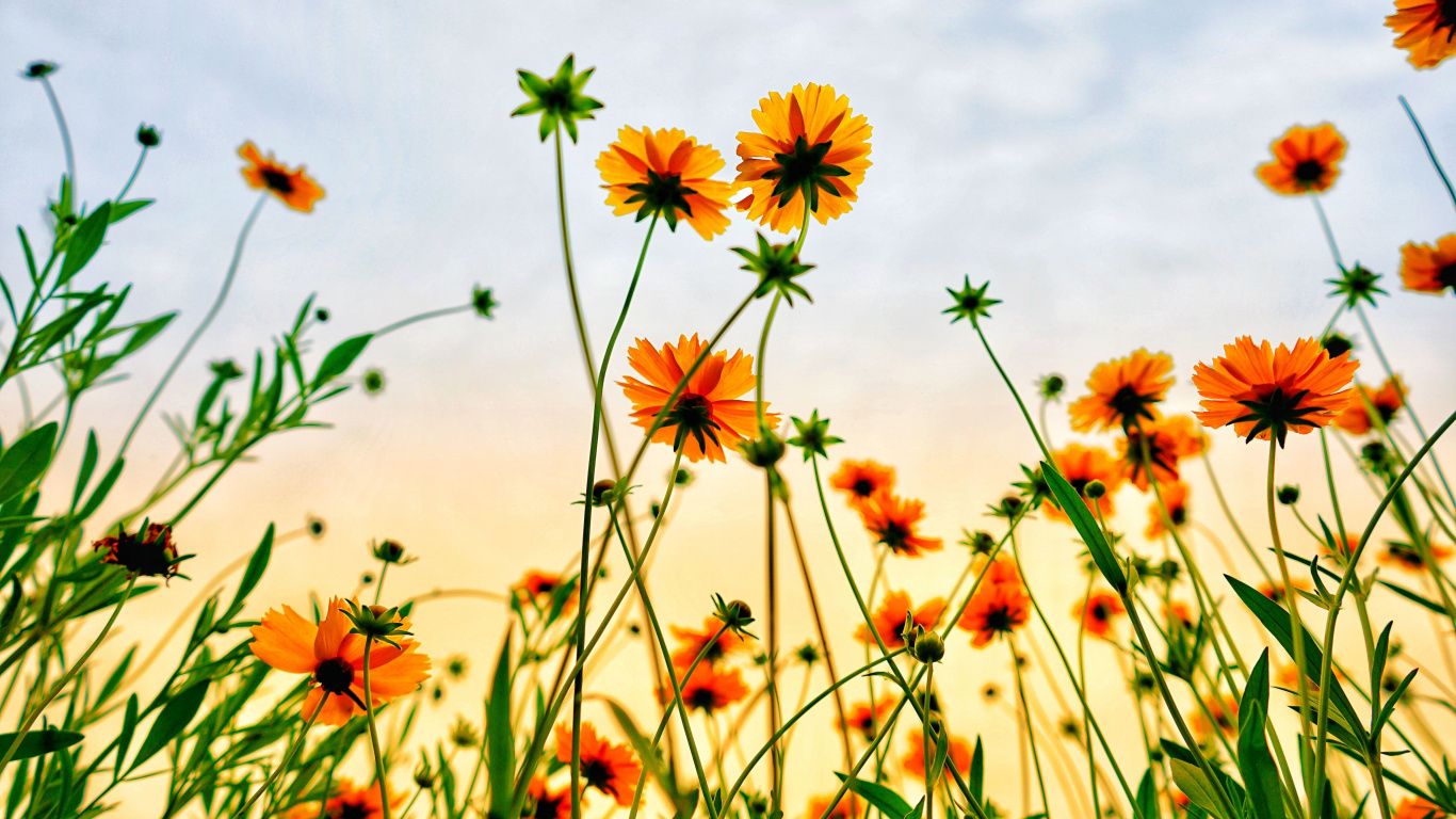 Summer Flowers Wallpapers