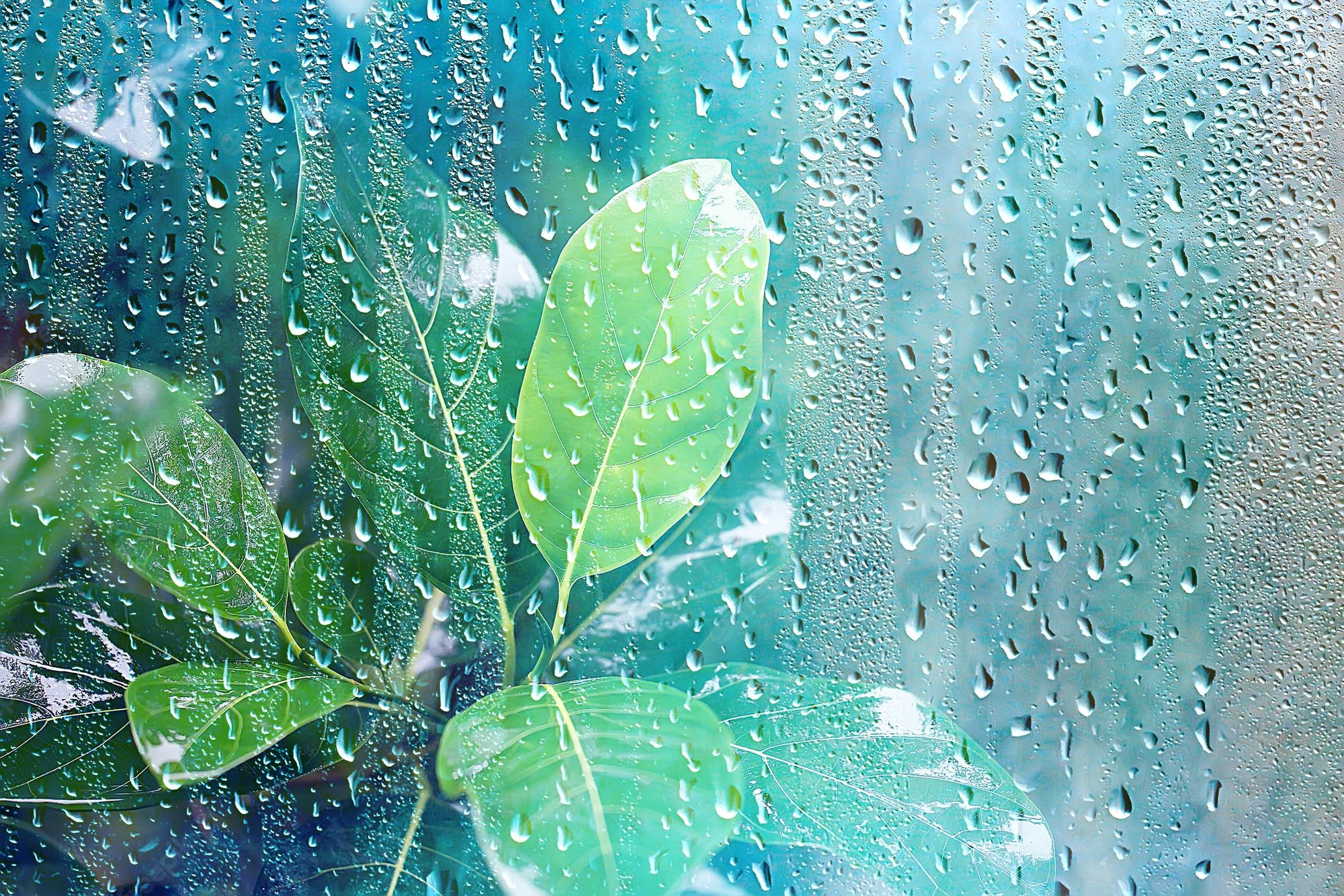 Summer Rain Wallpapers