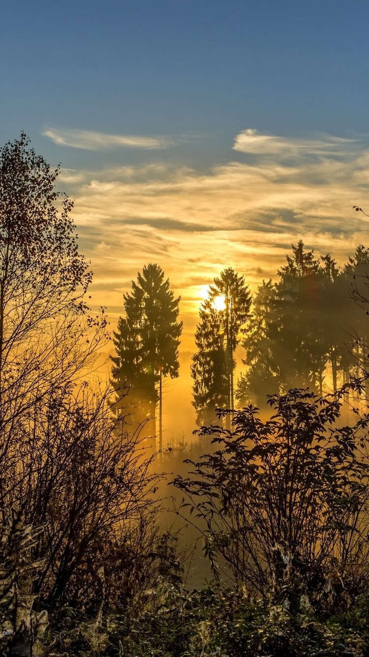 Sun Rise In Forest Wallpapers