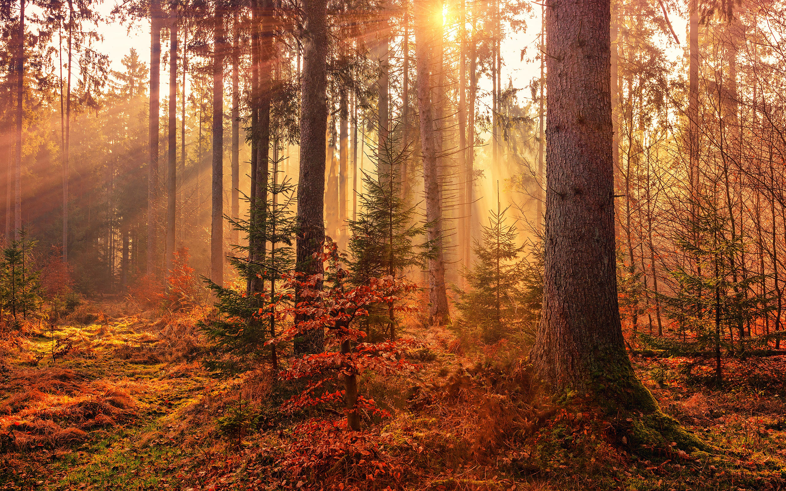Sun Rise In Forest Wallpapers