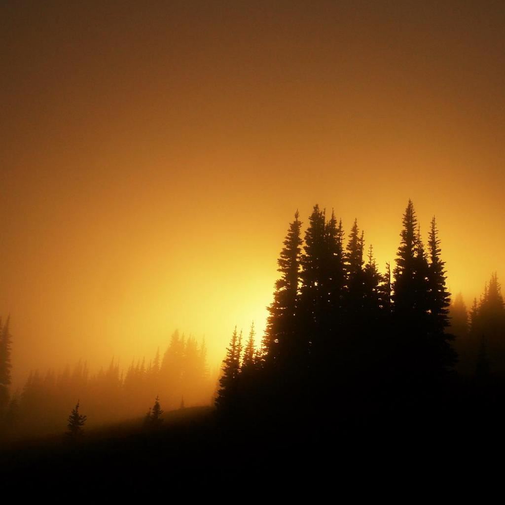 Sun Rise In Forest Wallpapers
