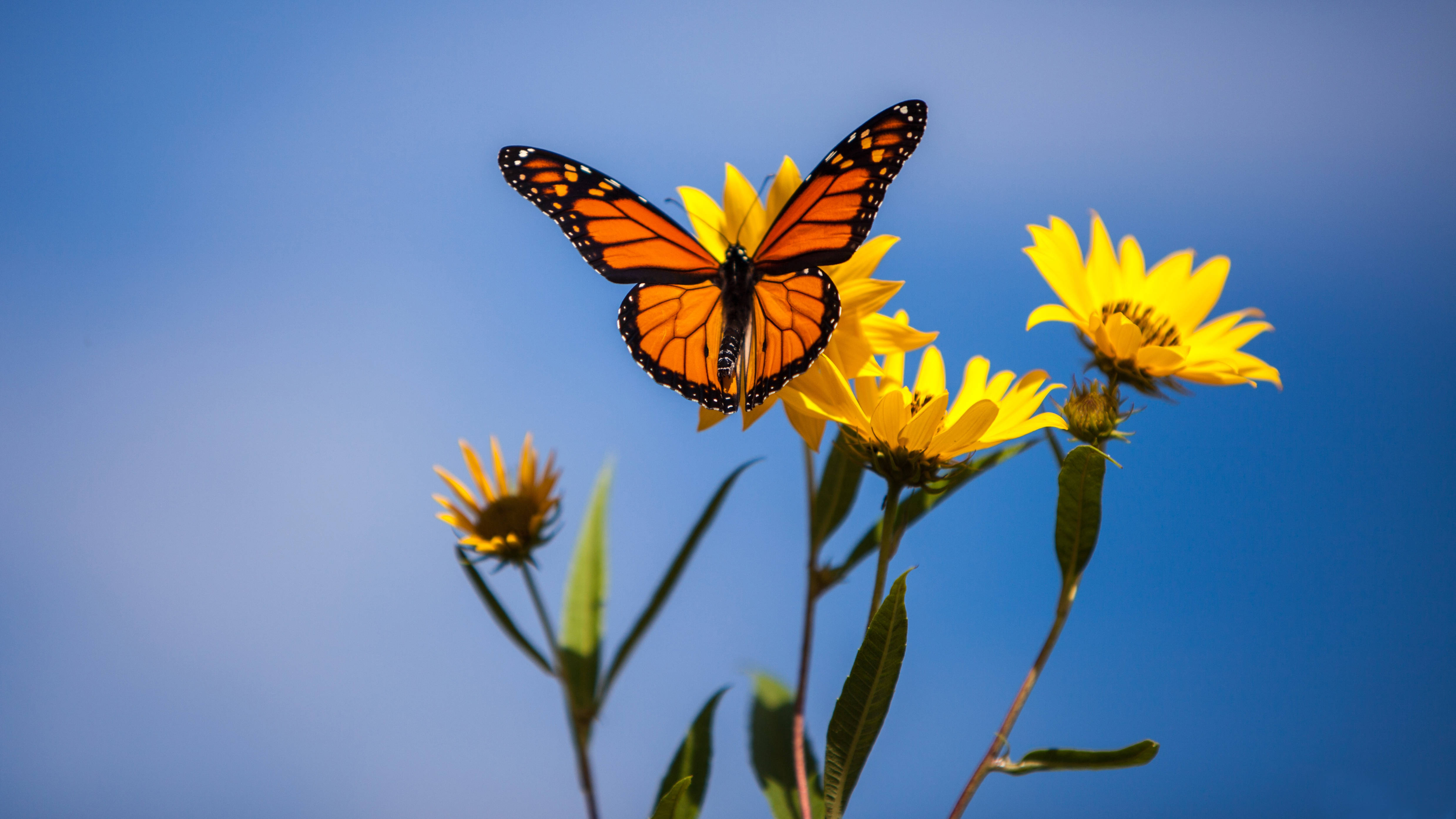 Sunflower And Butterfly Wallpapers