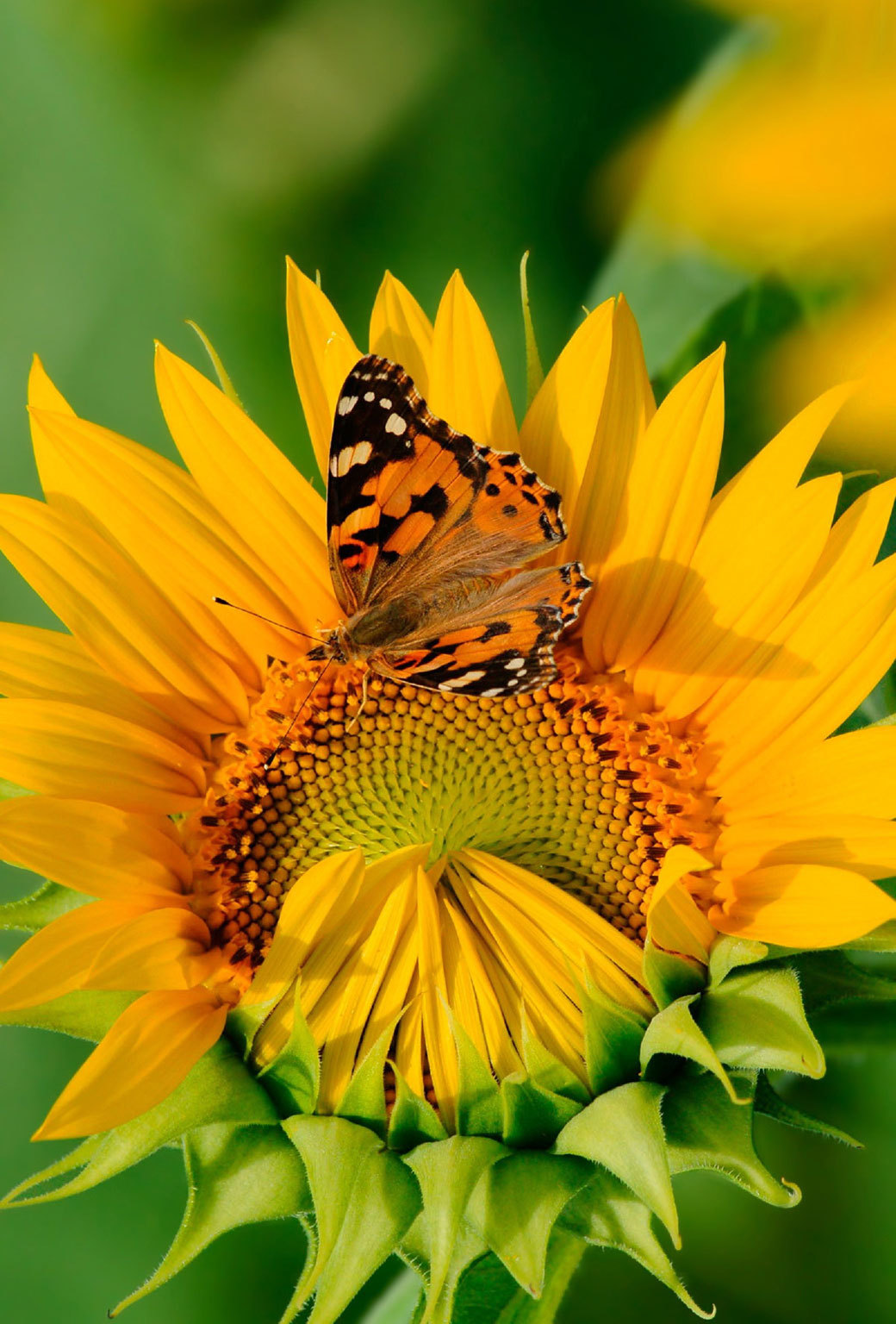 Sunflower And Butterfly Wallpapers