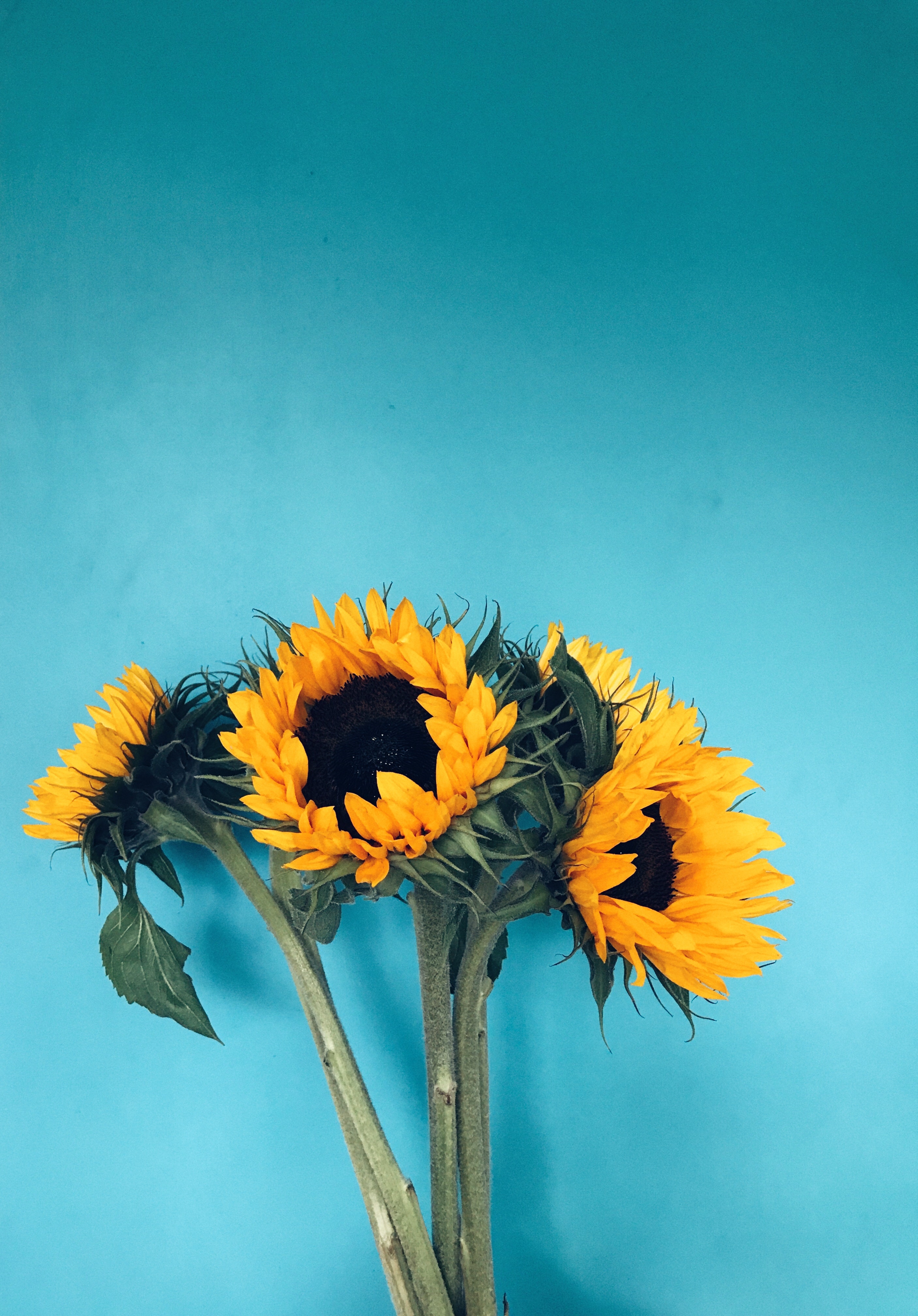 Sunflower Art Wallpapers