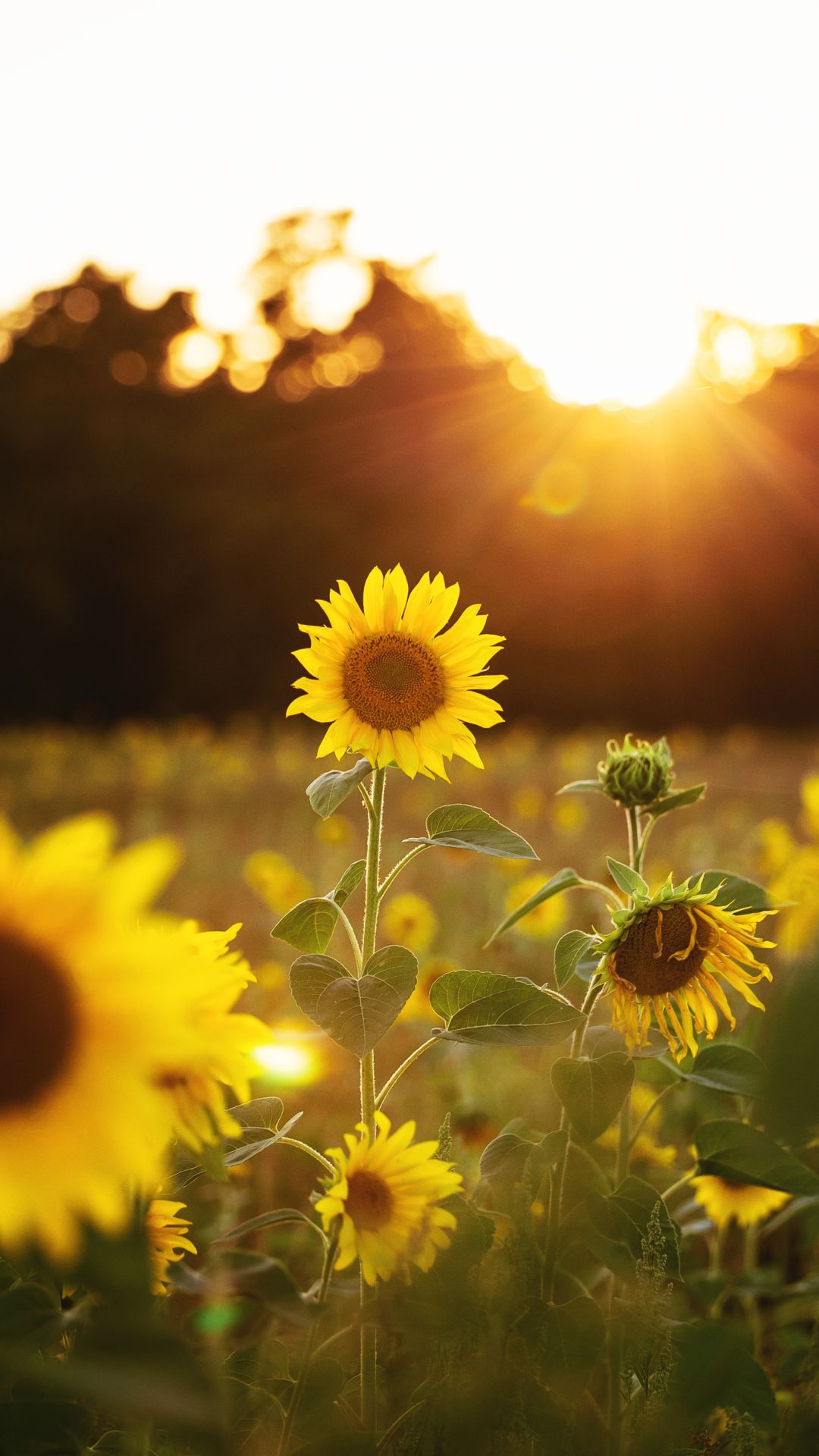 Sunflower Phone Wallpapers