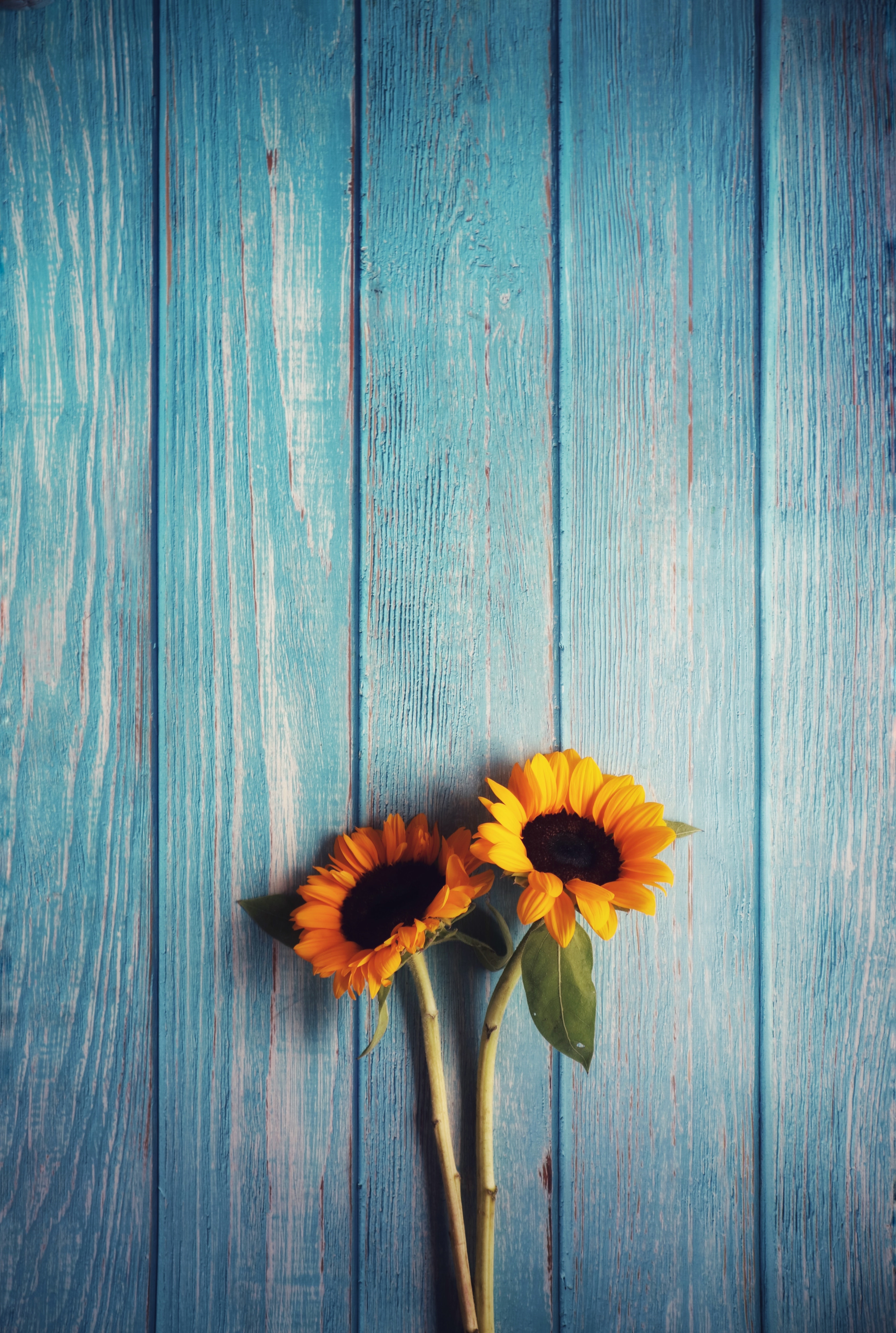 Sunflower Phone Wallpapers