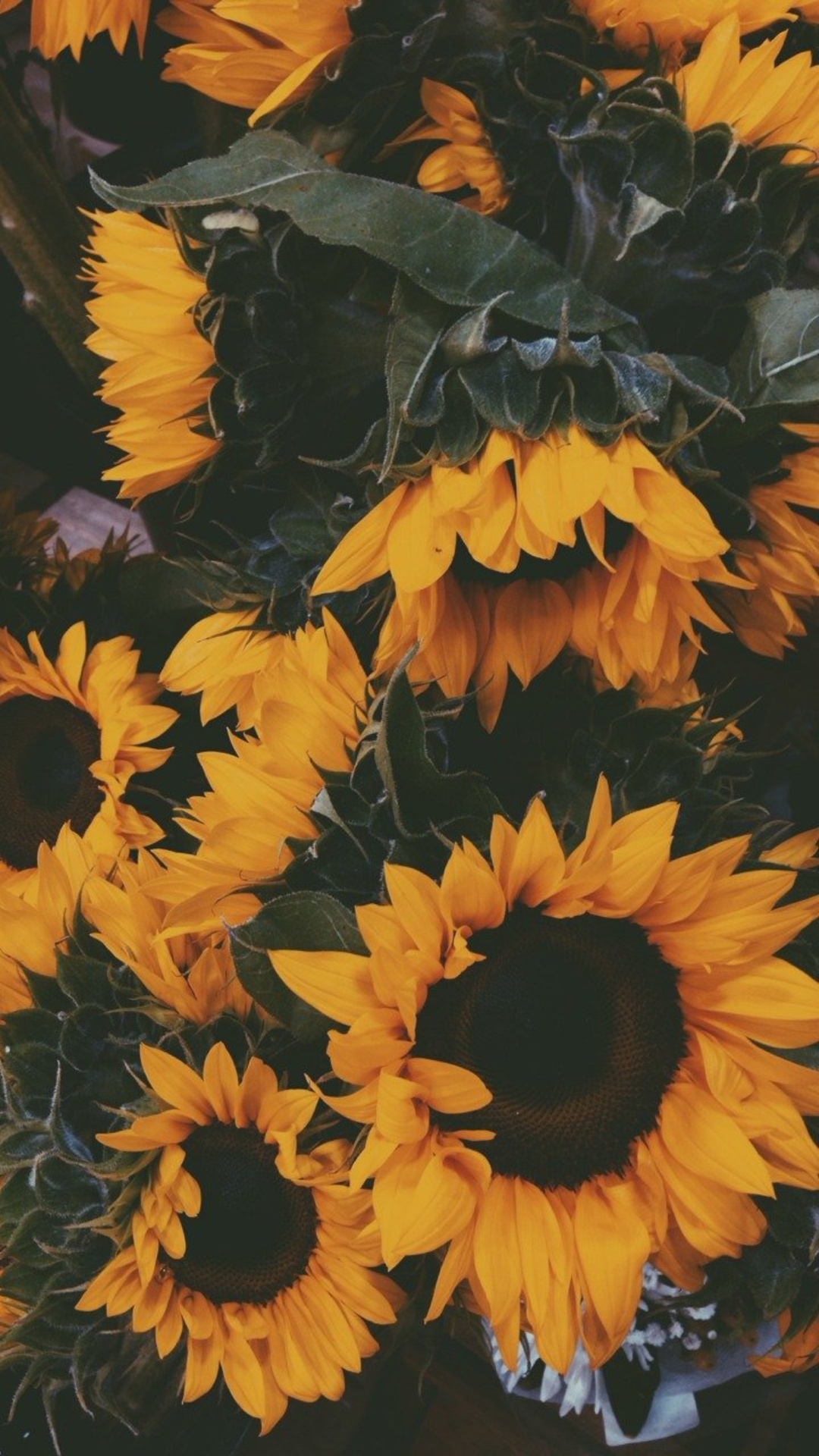 Sunflower Phone Wallpapers