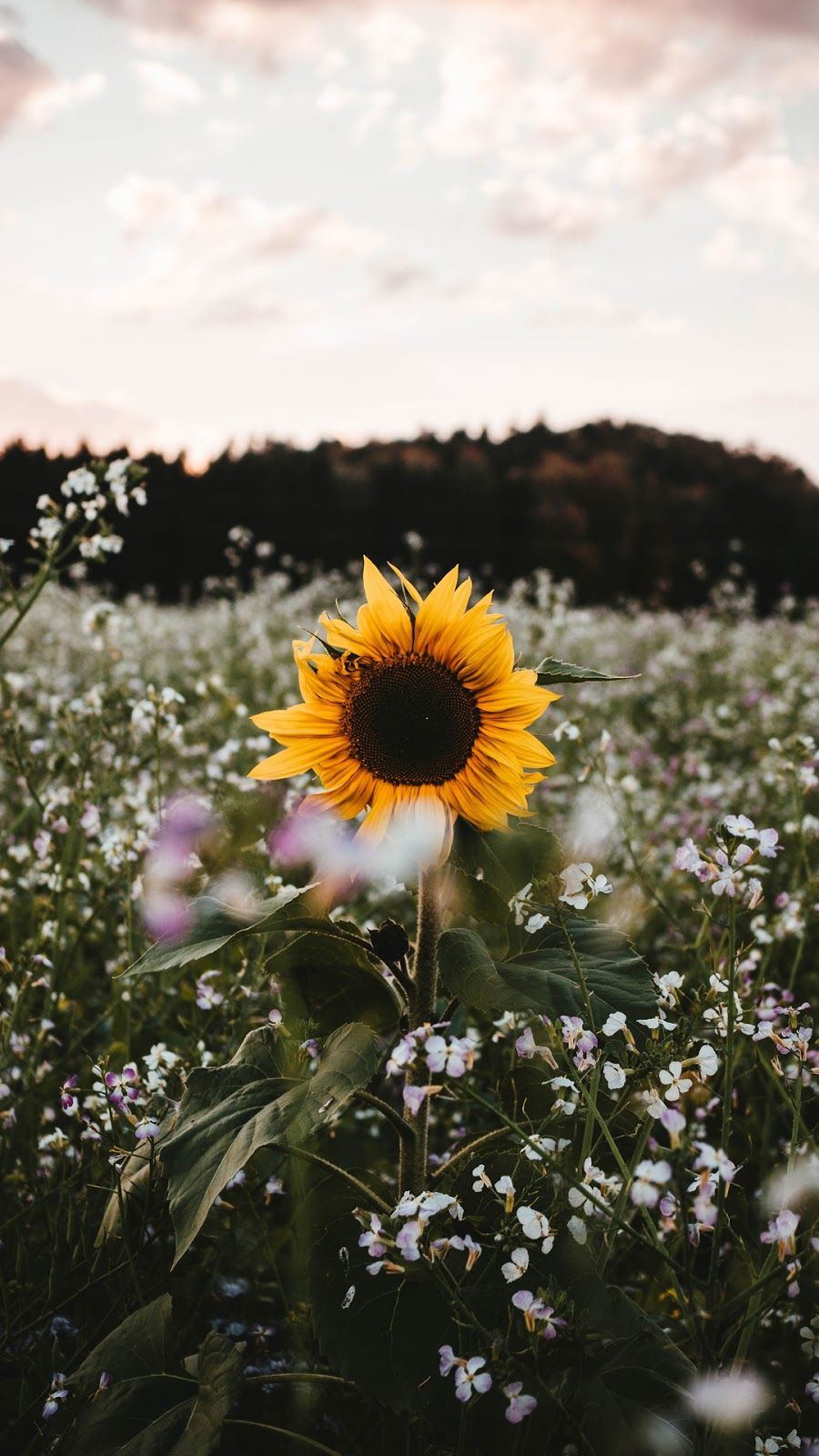 Sunflower Phone Wallpapers