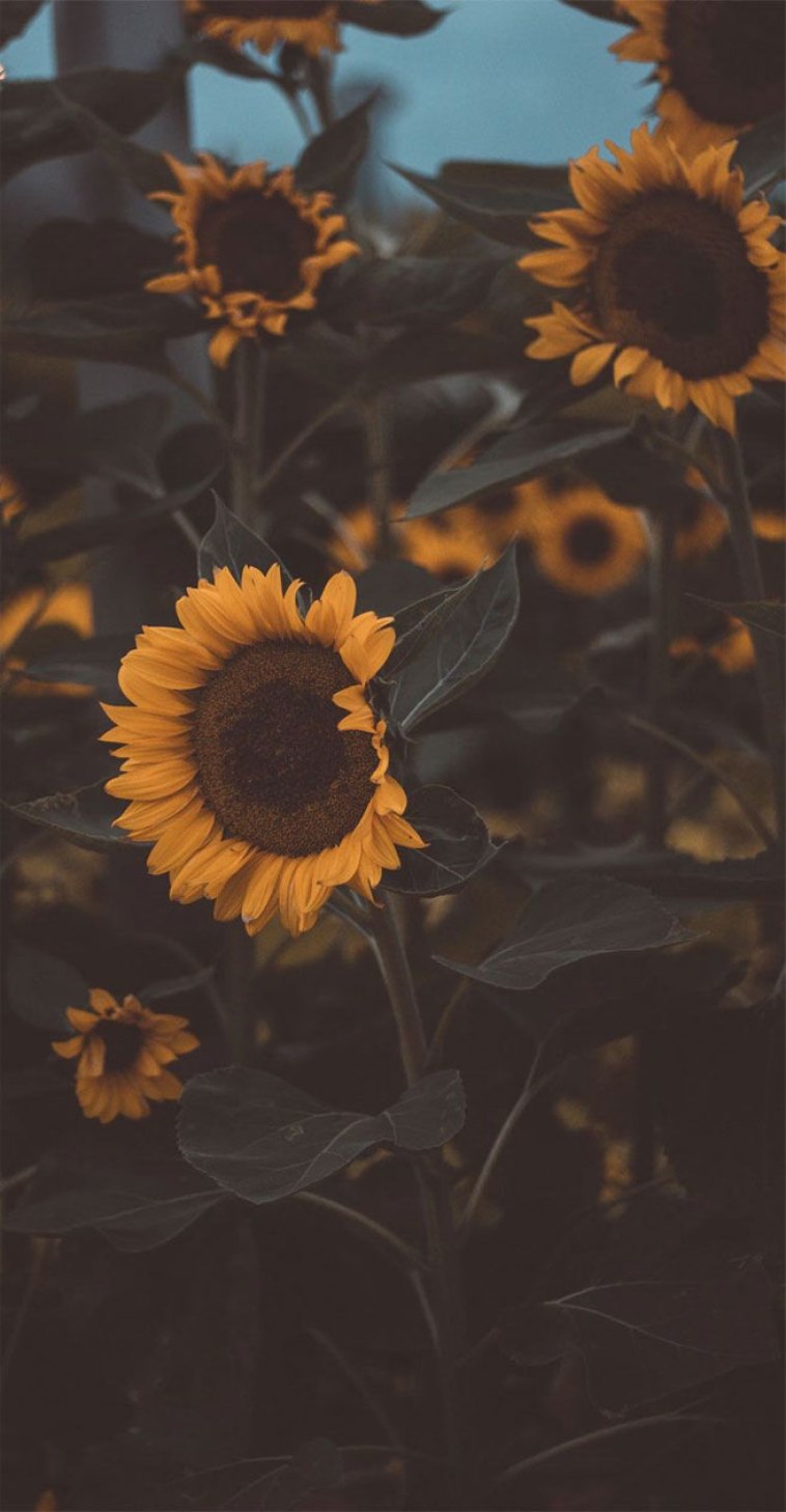 Sunflower Phone Wallpapers