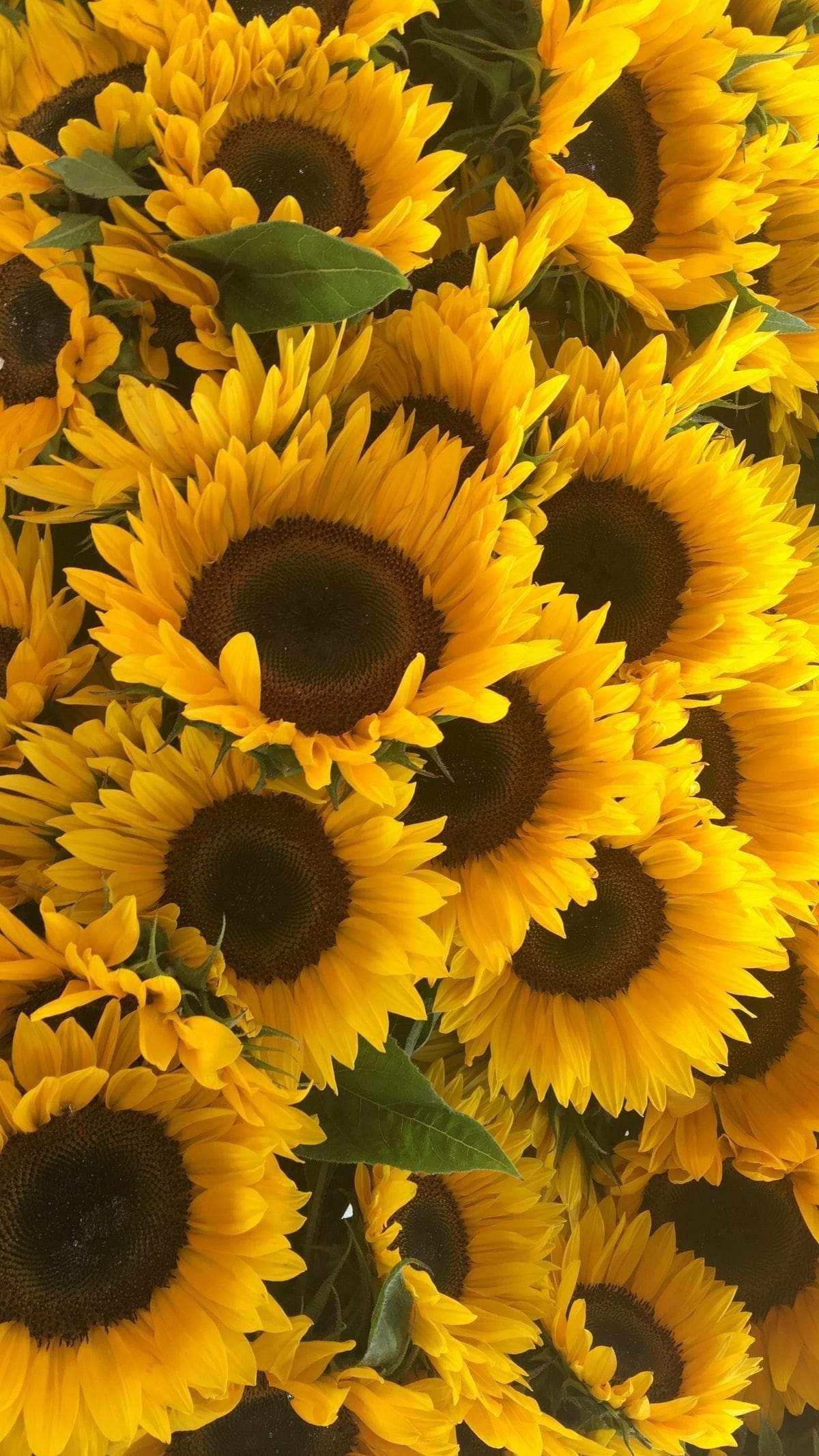 Sunflower Phone Wallpapers