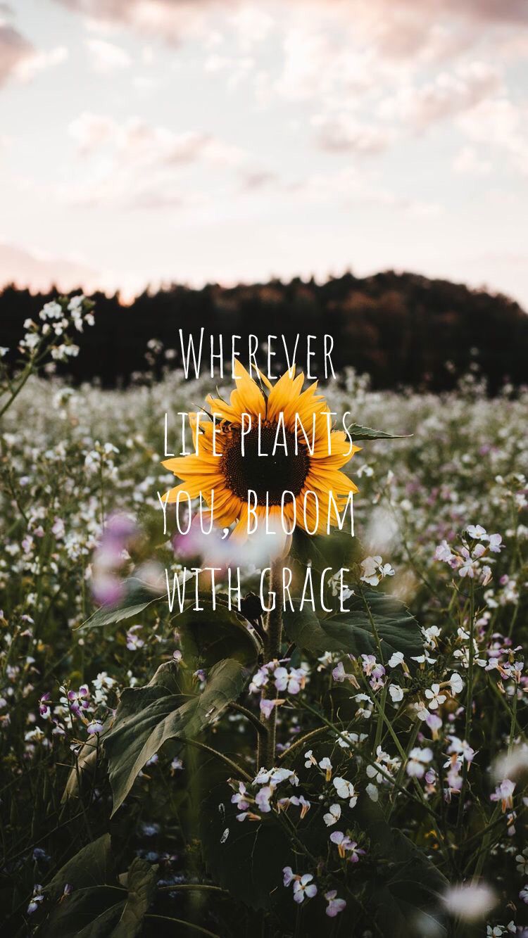 Sunflower Quotes Wallpapers