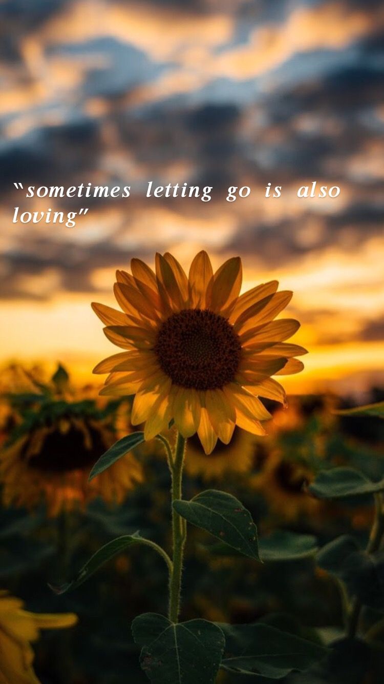 Sunflower Quotes Wallpapers