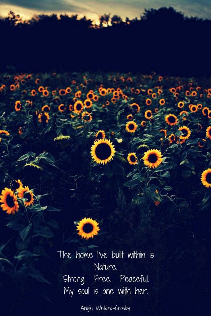 Sunflower Quotes Wallpapers