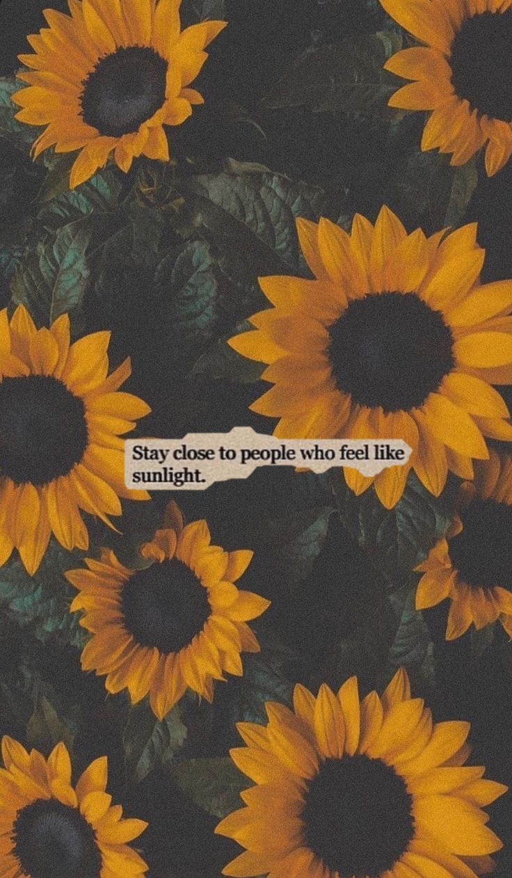 Sunflower Quotes Wallpapers