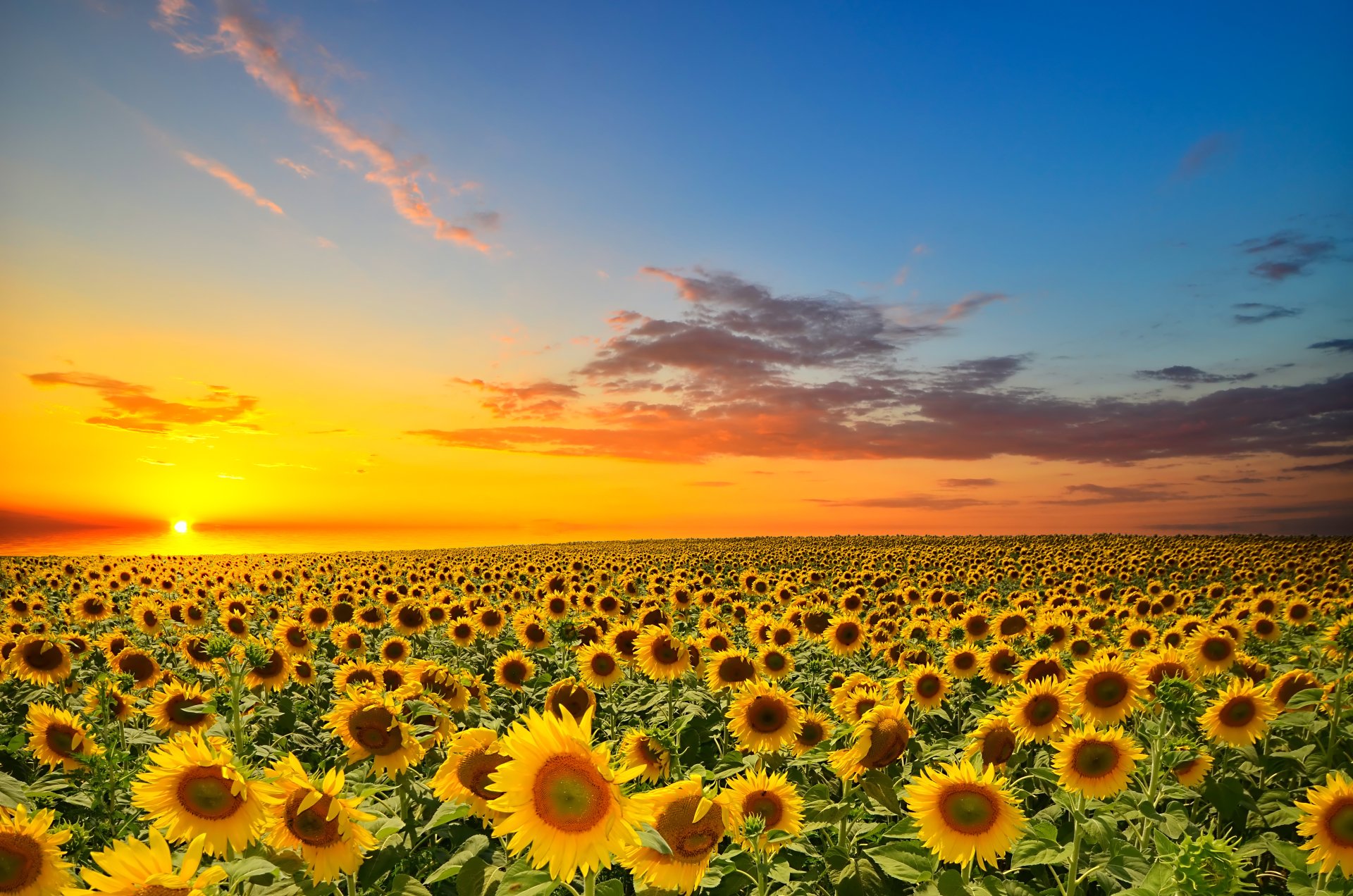 Sunflower 4K Wallpapers