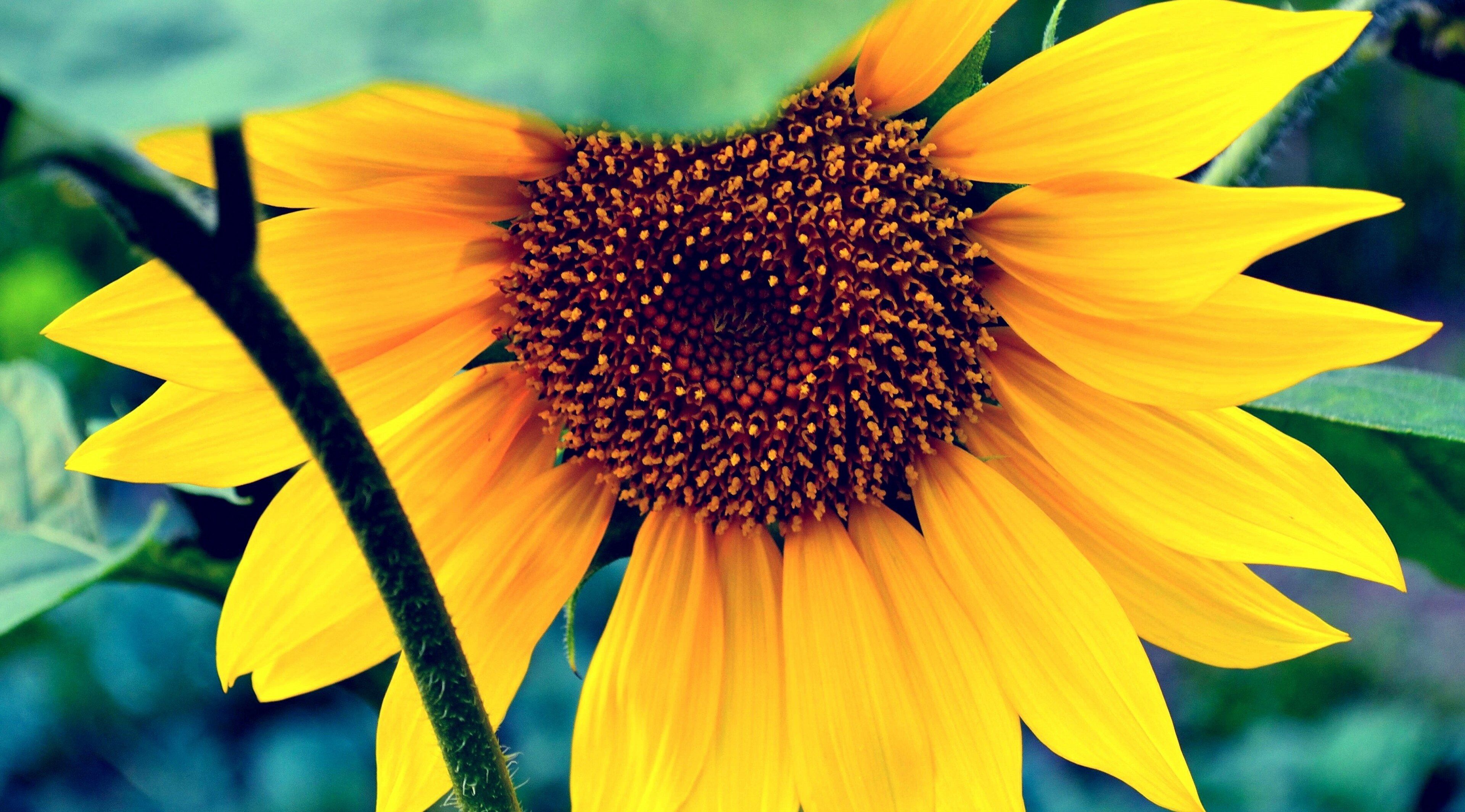 Sunflower 4K Wallpapers