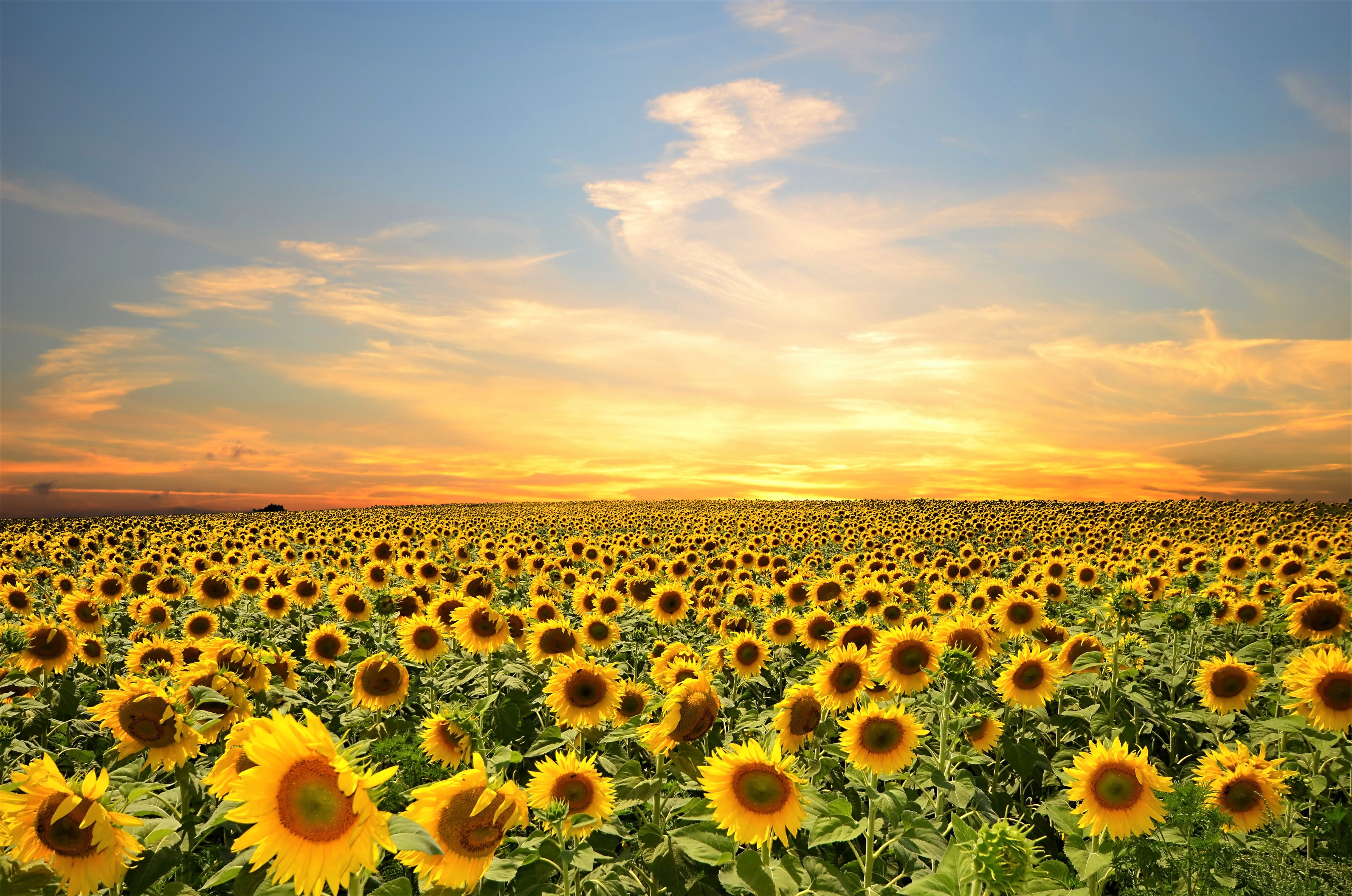 Sunflower 4K Wallpapers