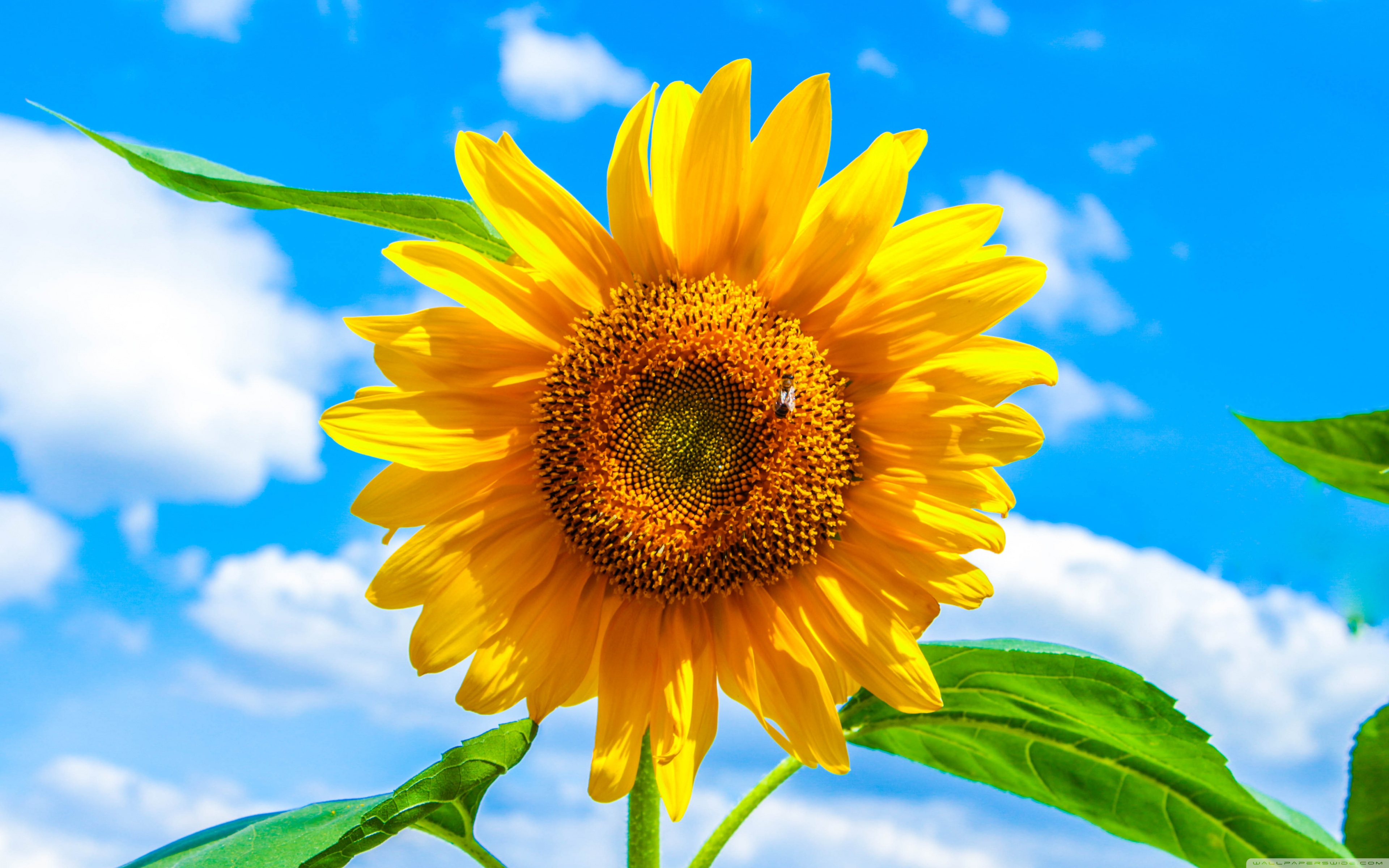 Sunflower 4K Wallpapers