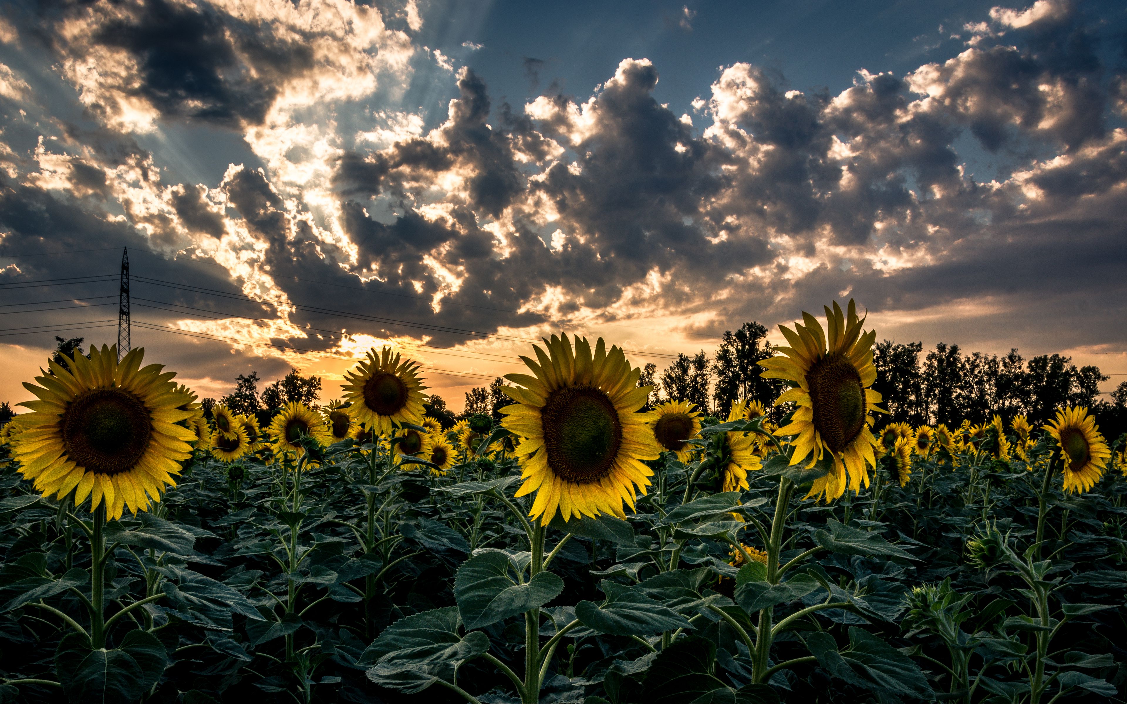 Sunflower 4K Wallpapers