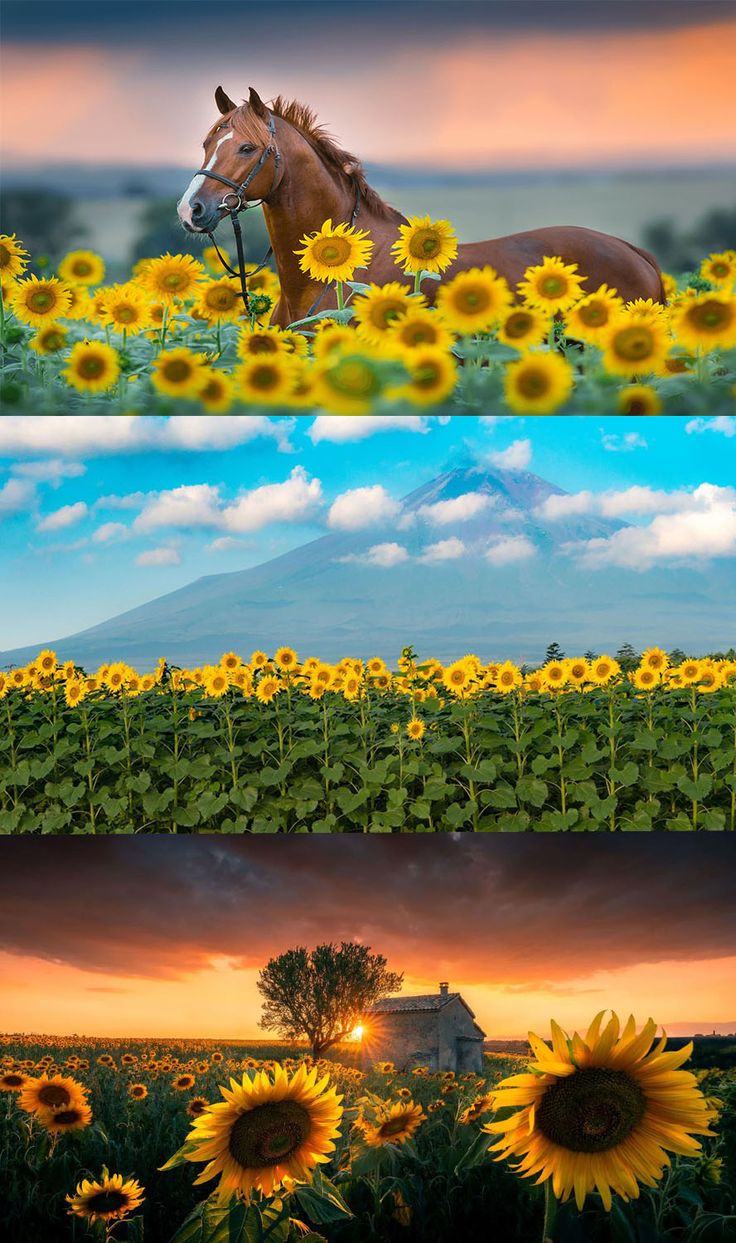 Sunflower 4K Wallpapers