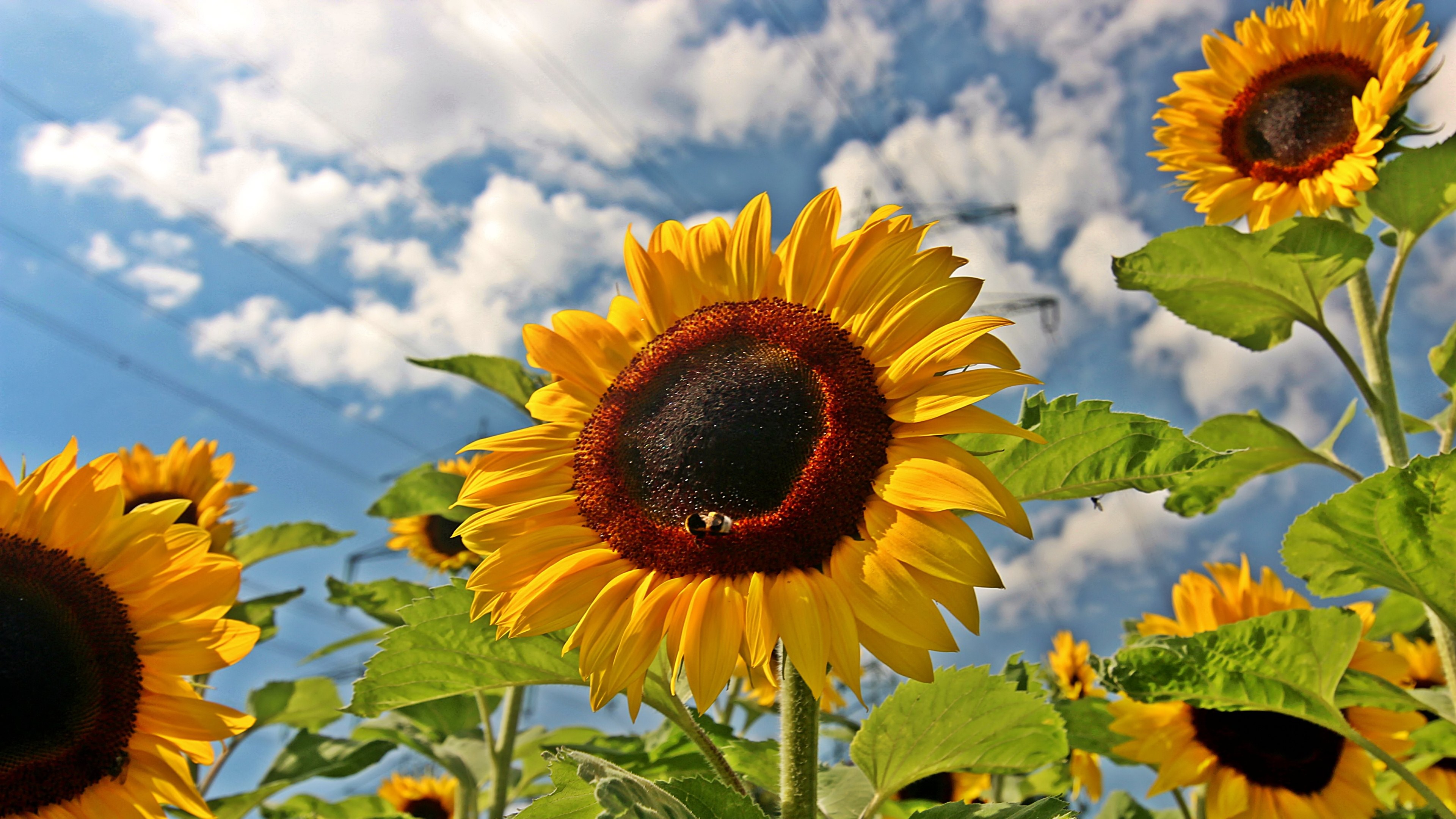 Sunflower 4K Wallpapers