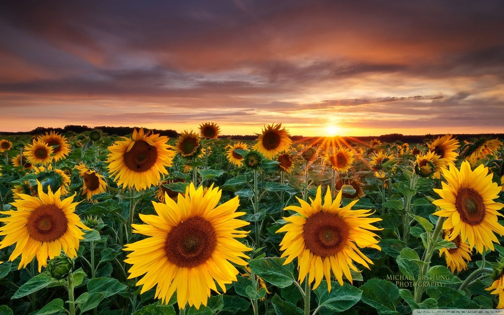 Sunflower 4K Wallpapers