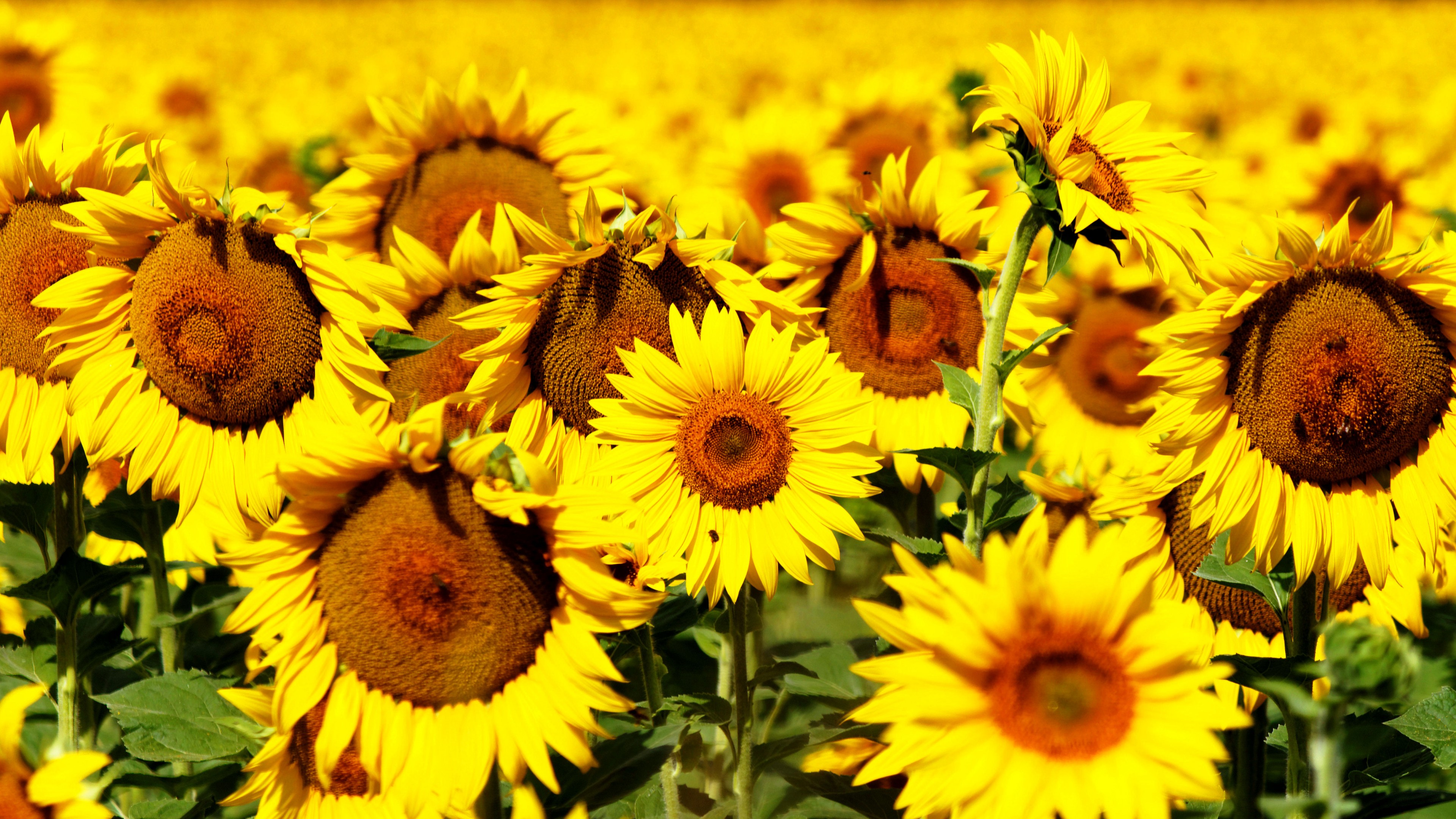 Sunflower 4K Wallpapers