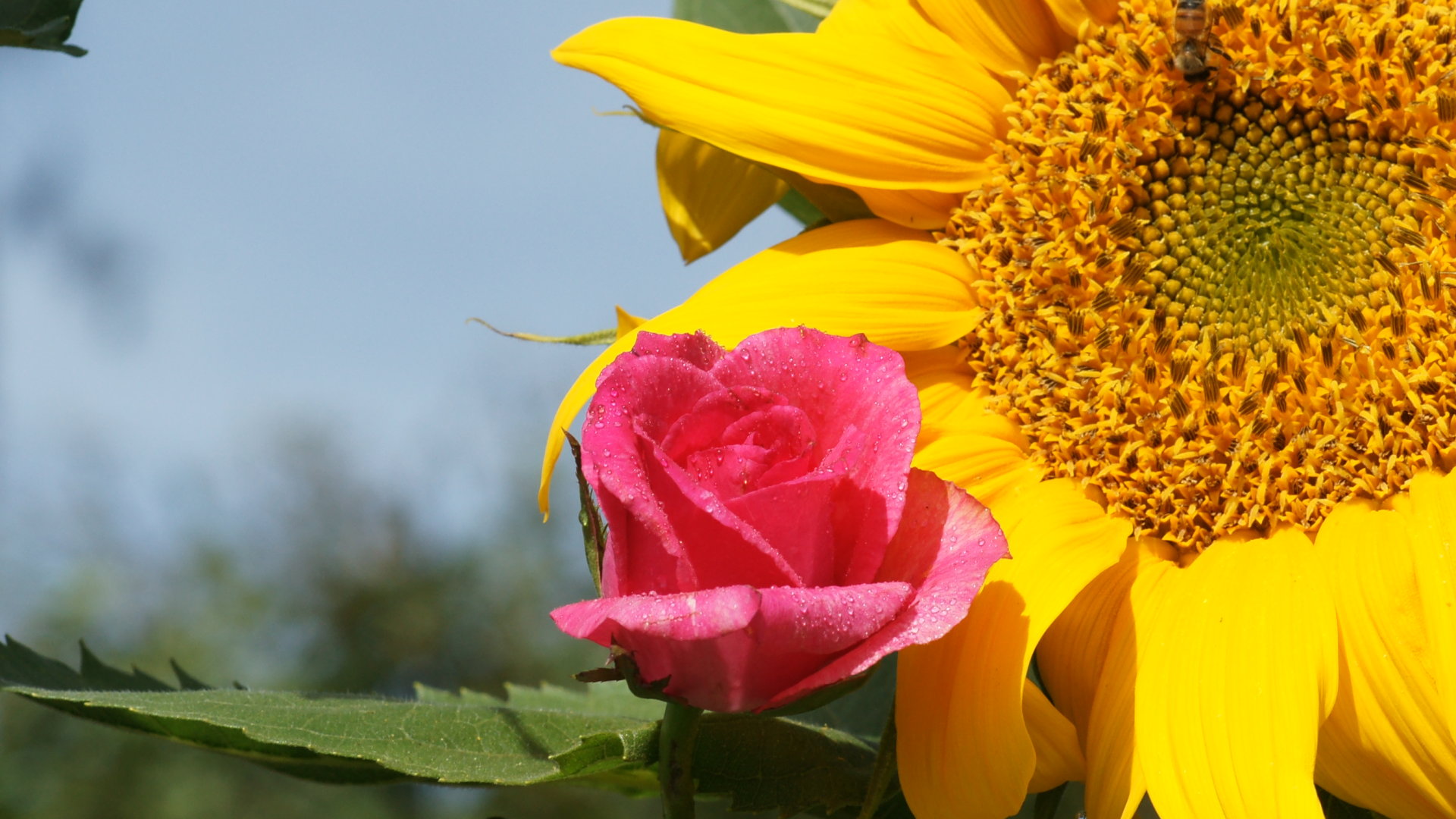 Sunflowers And Roses Wallpapers