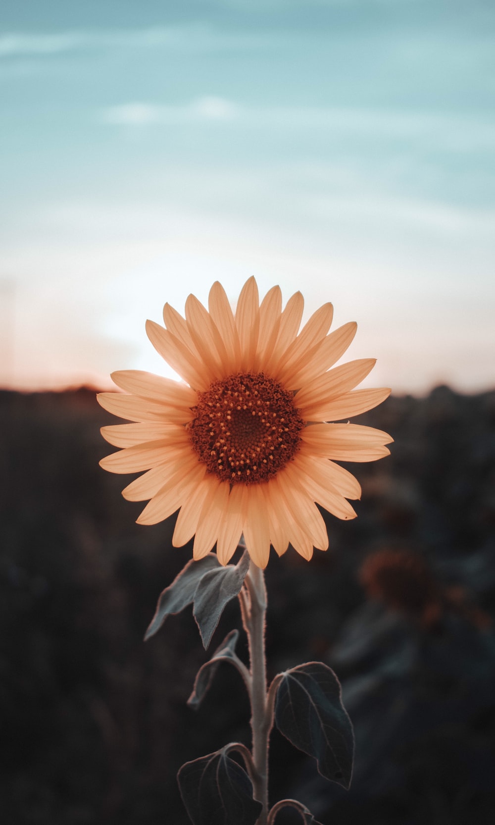 Sunflowers And Roses Wallpapers