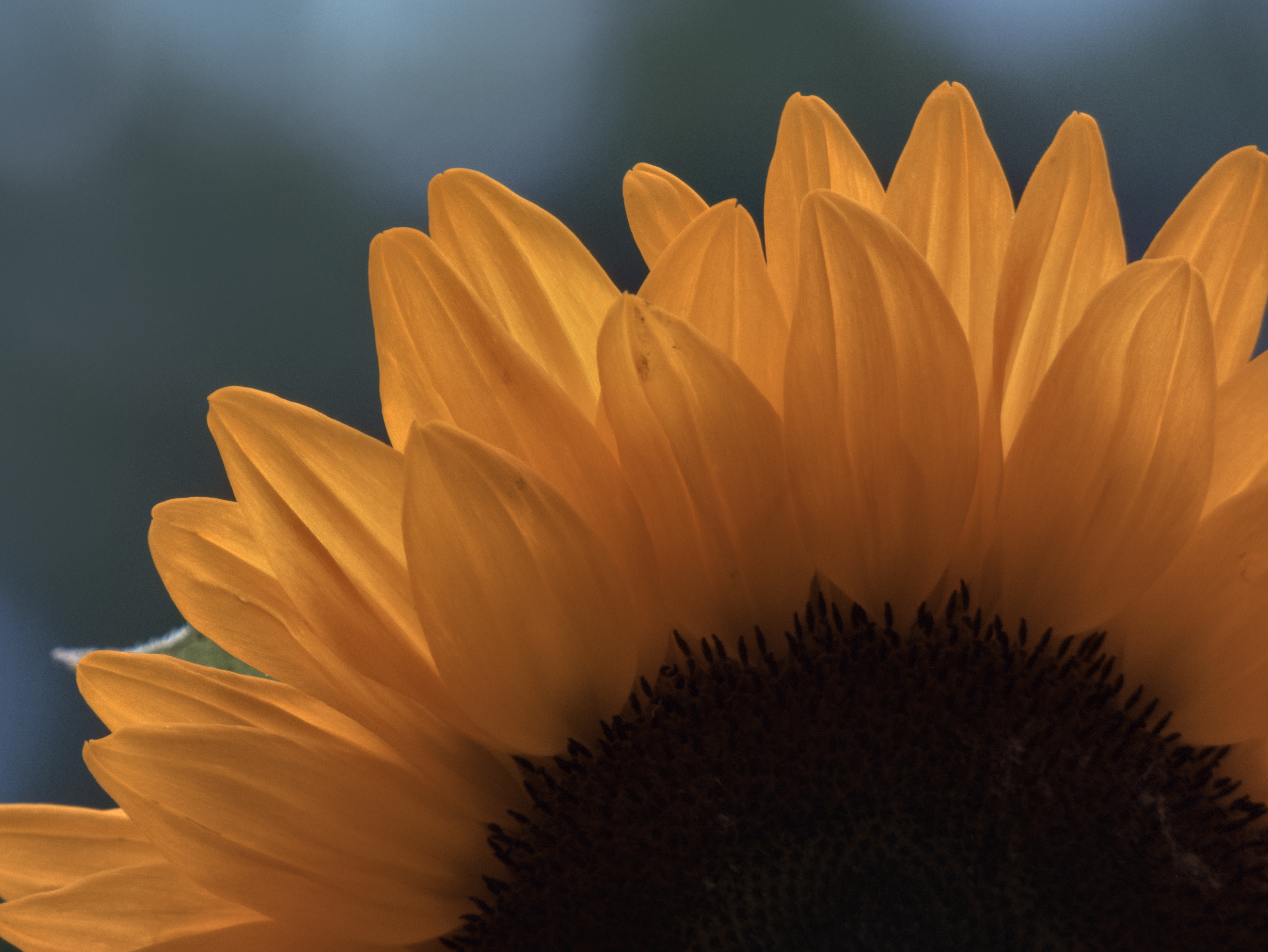 Sunflowers And Roses Wallpapers