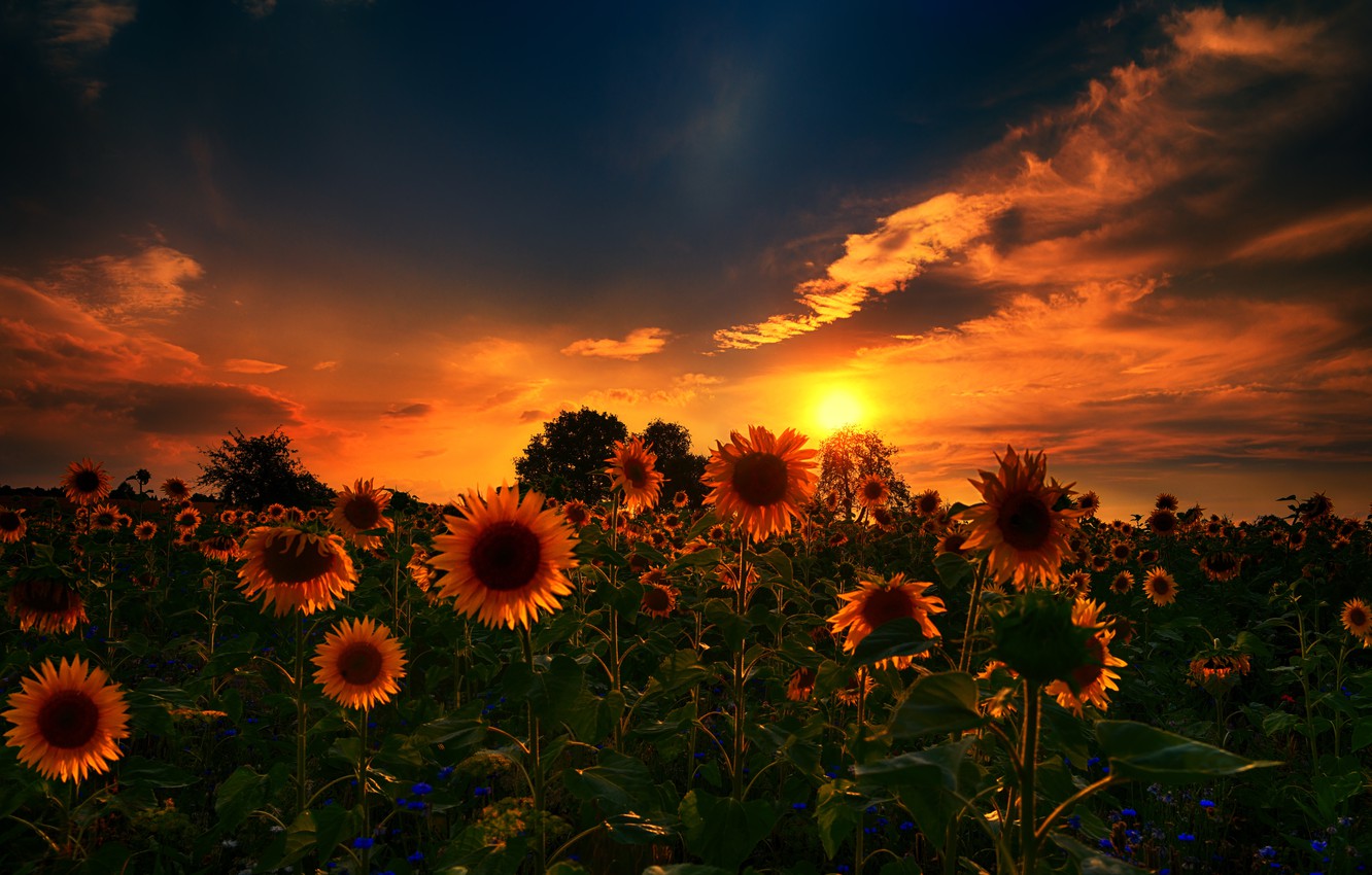 Sunflowers Wallpapers