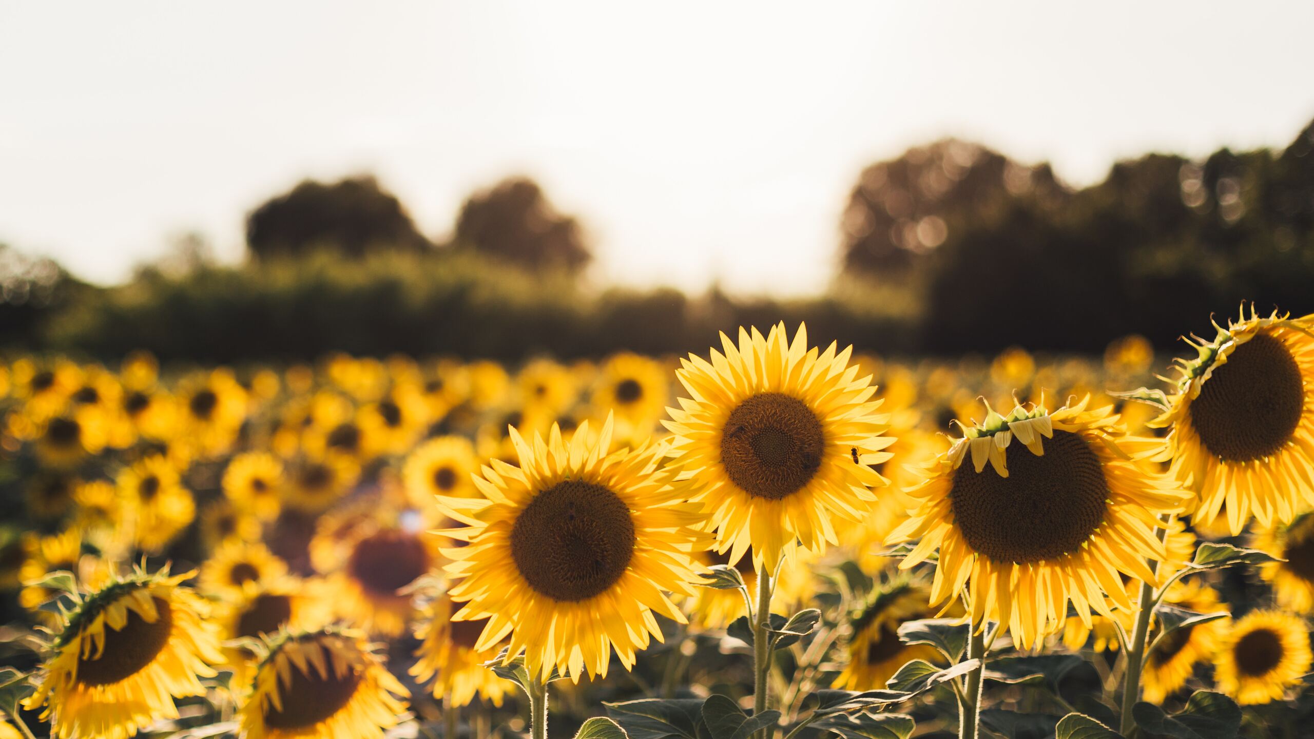 Sunflowers Wallpapers