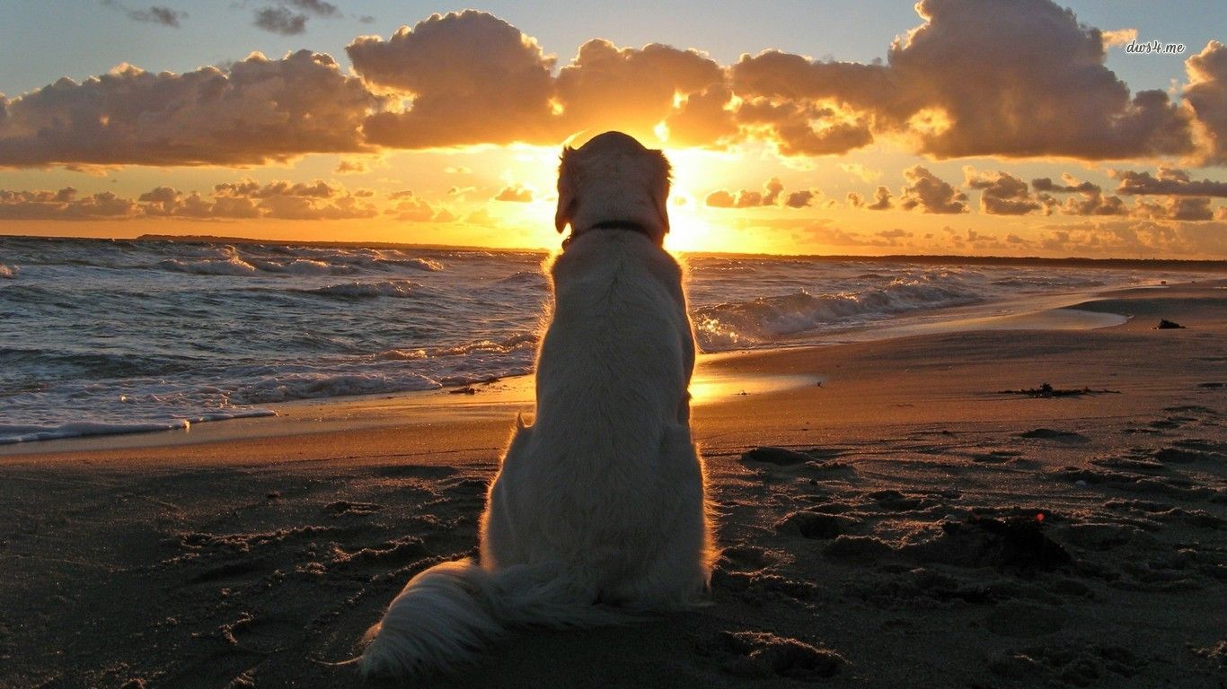 Sunset Dogs On The Beach Wallpapers