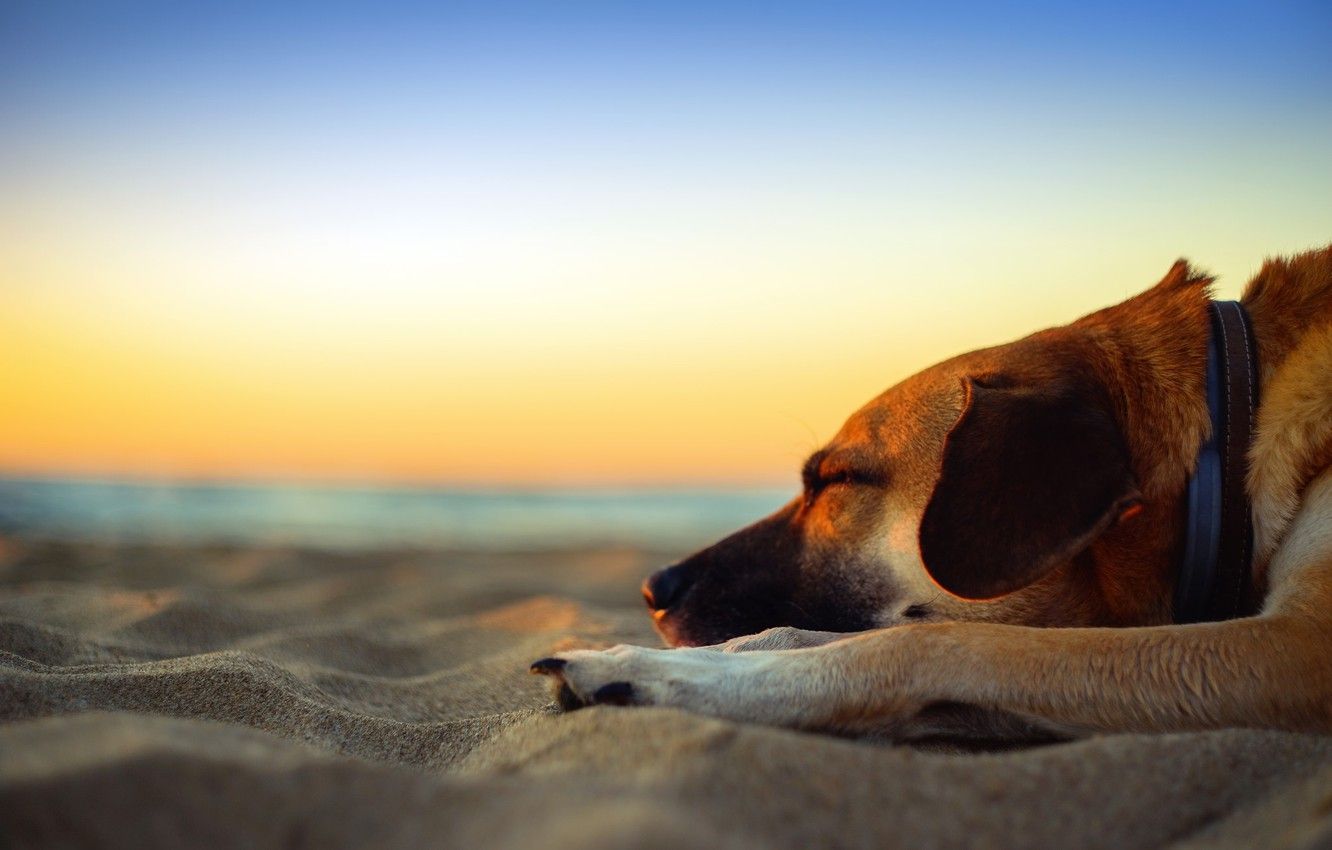 Sunset Dogs On The Beach Wallpapers