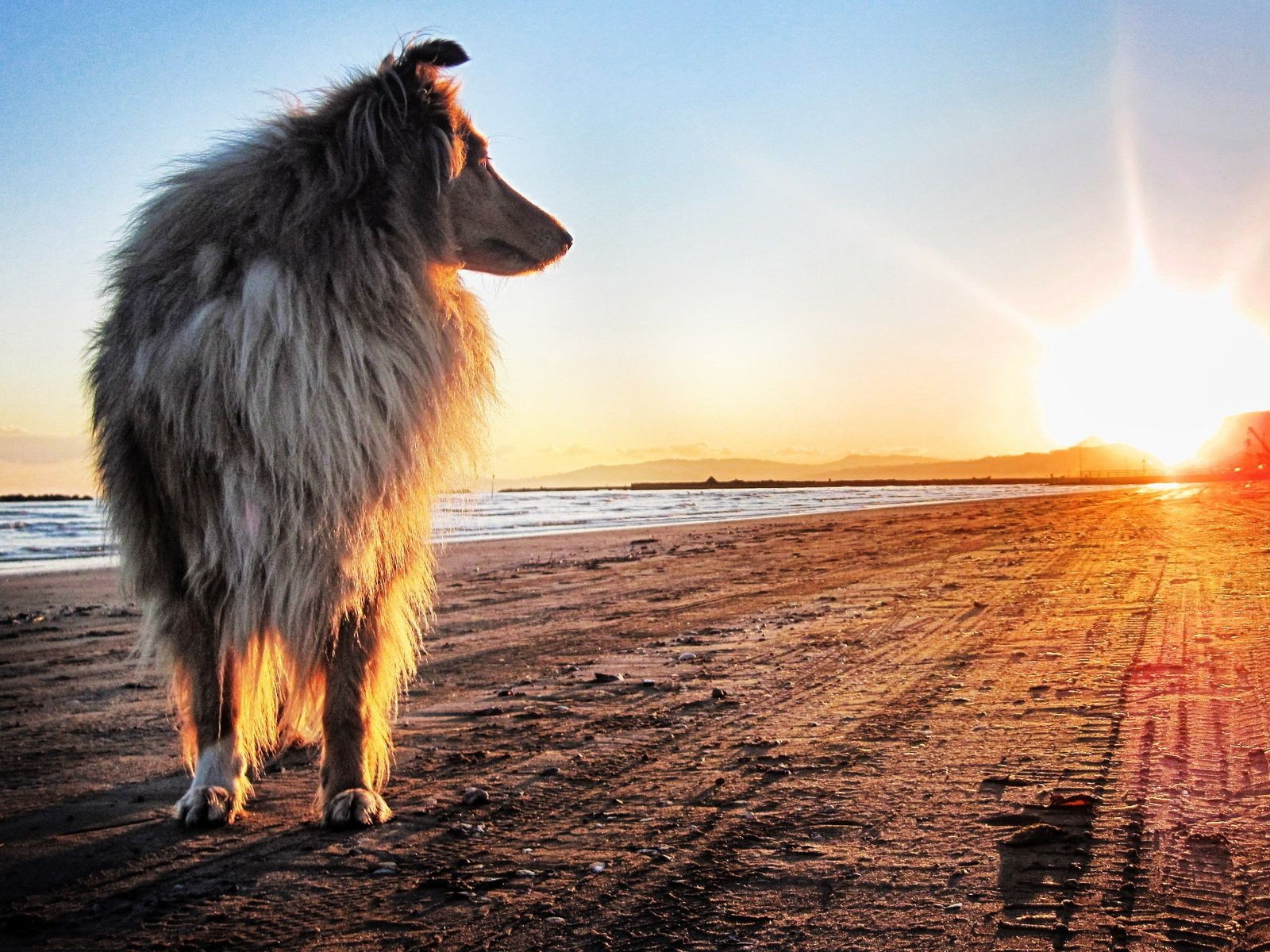 Sunset Dogs On The Beach Wallpapers