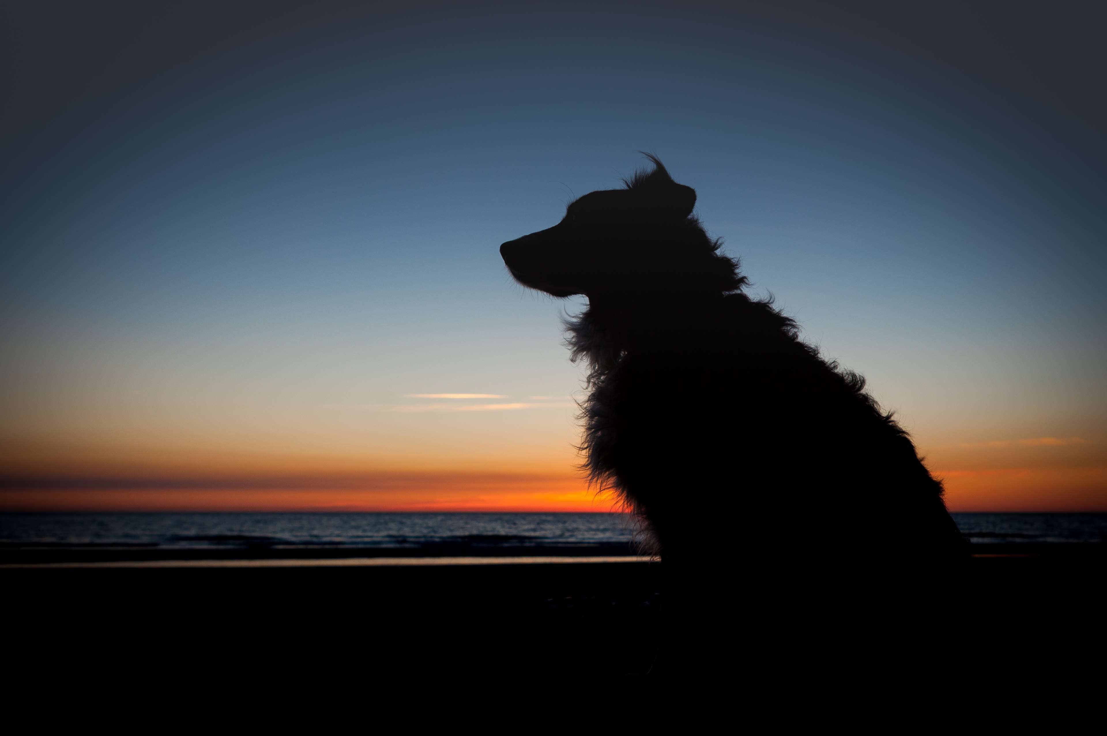 Sunset Dogs On The Beach Wallpapers