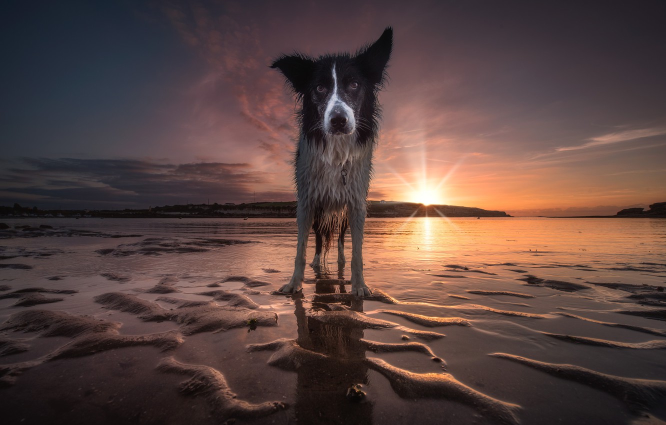 Sunset Dogs On The Beach Wallpapers