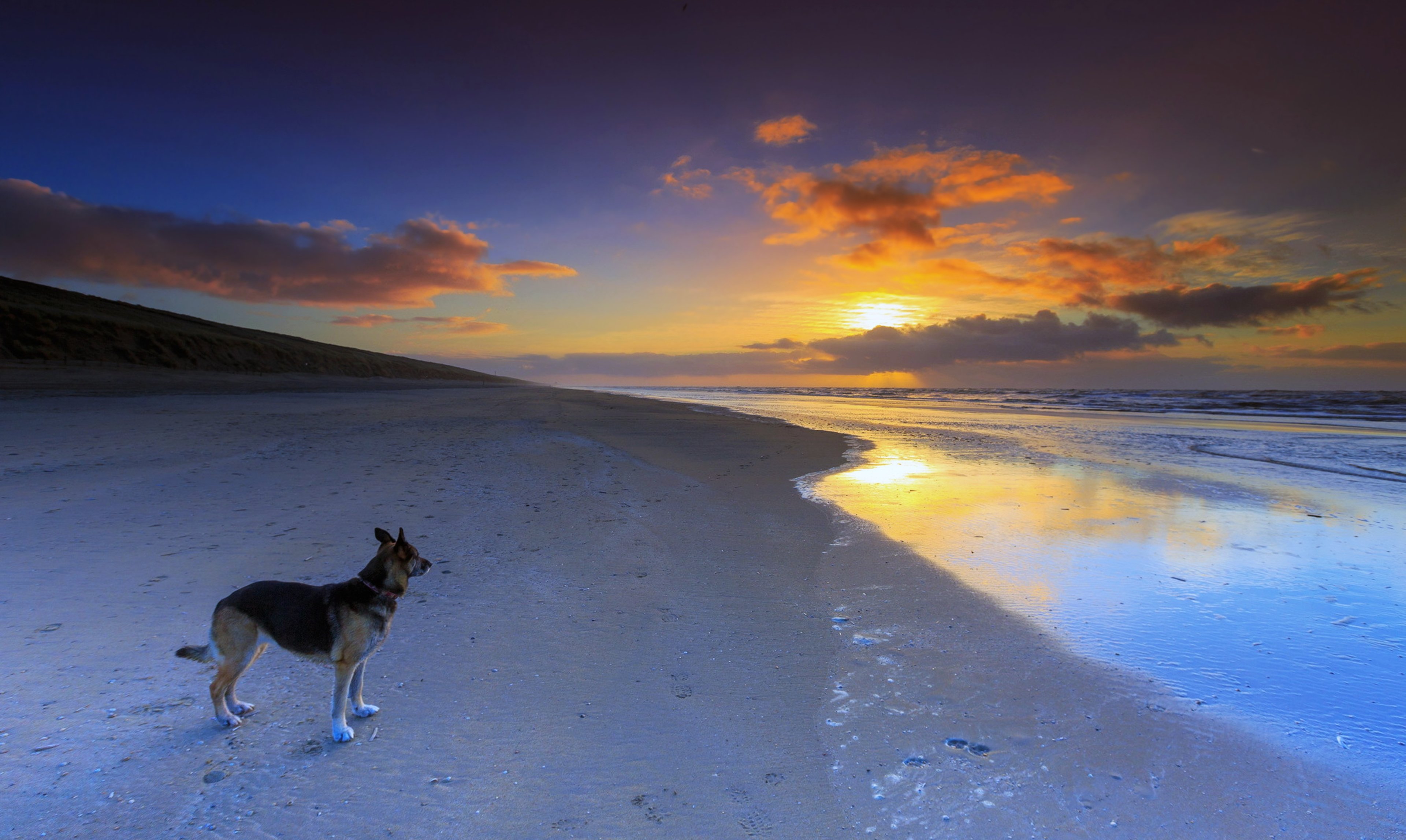 Sunset Dogs On The Beach Wallpapers