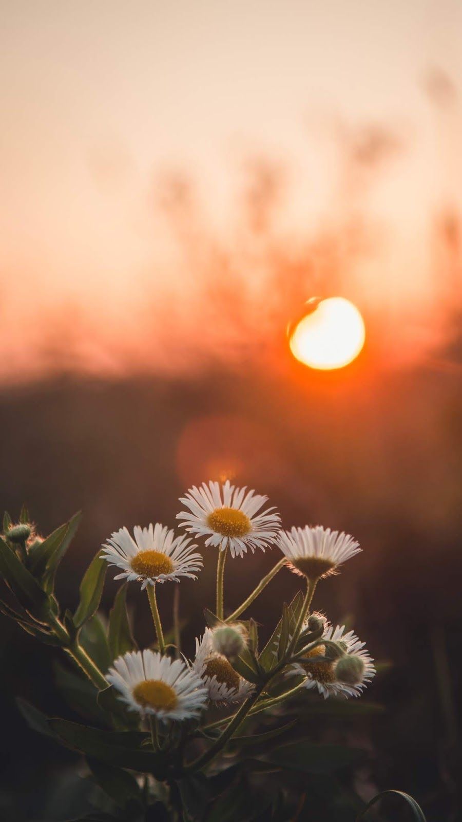 Sunset Flowers Wallpapers