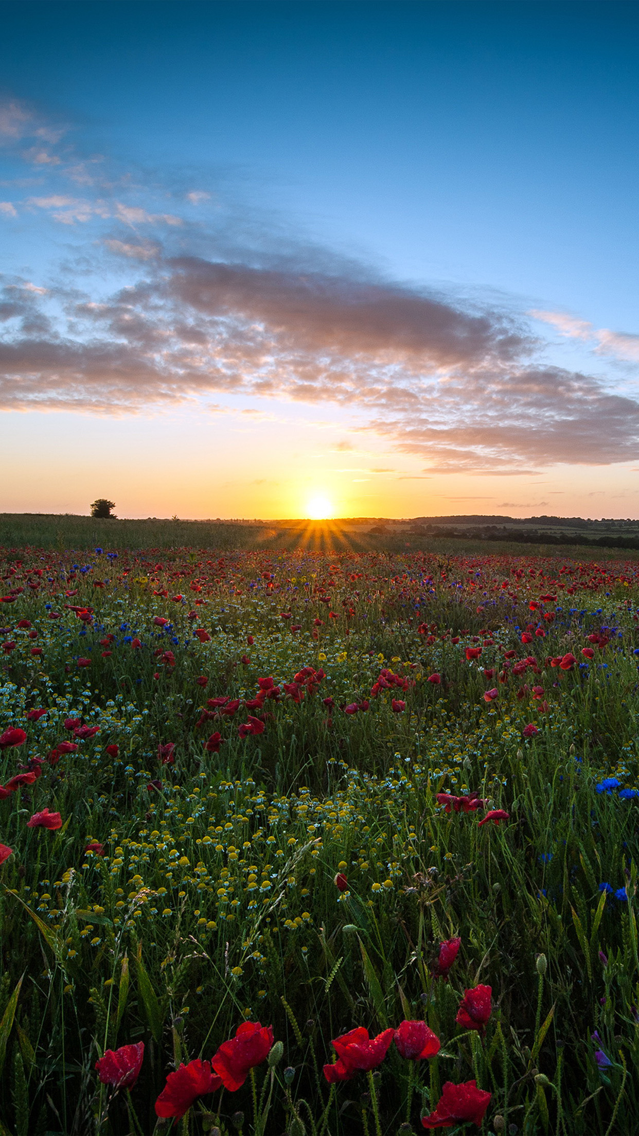 Sunset Flowers Wallpapers