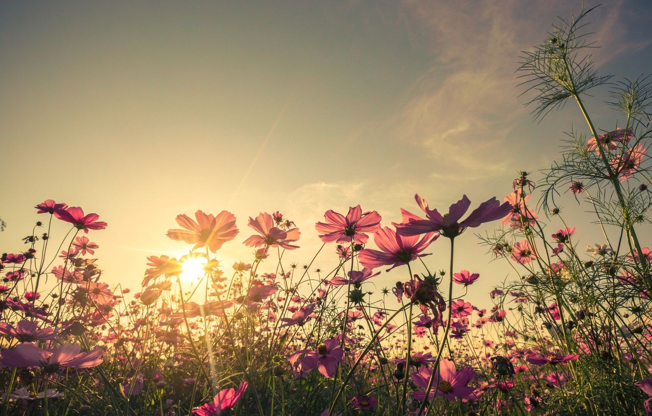 Sunset Flowers Wallpapers